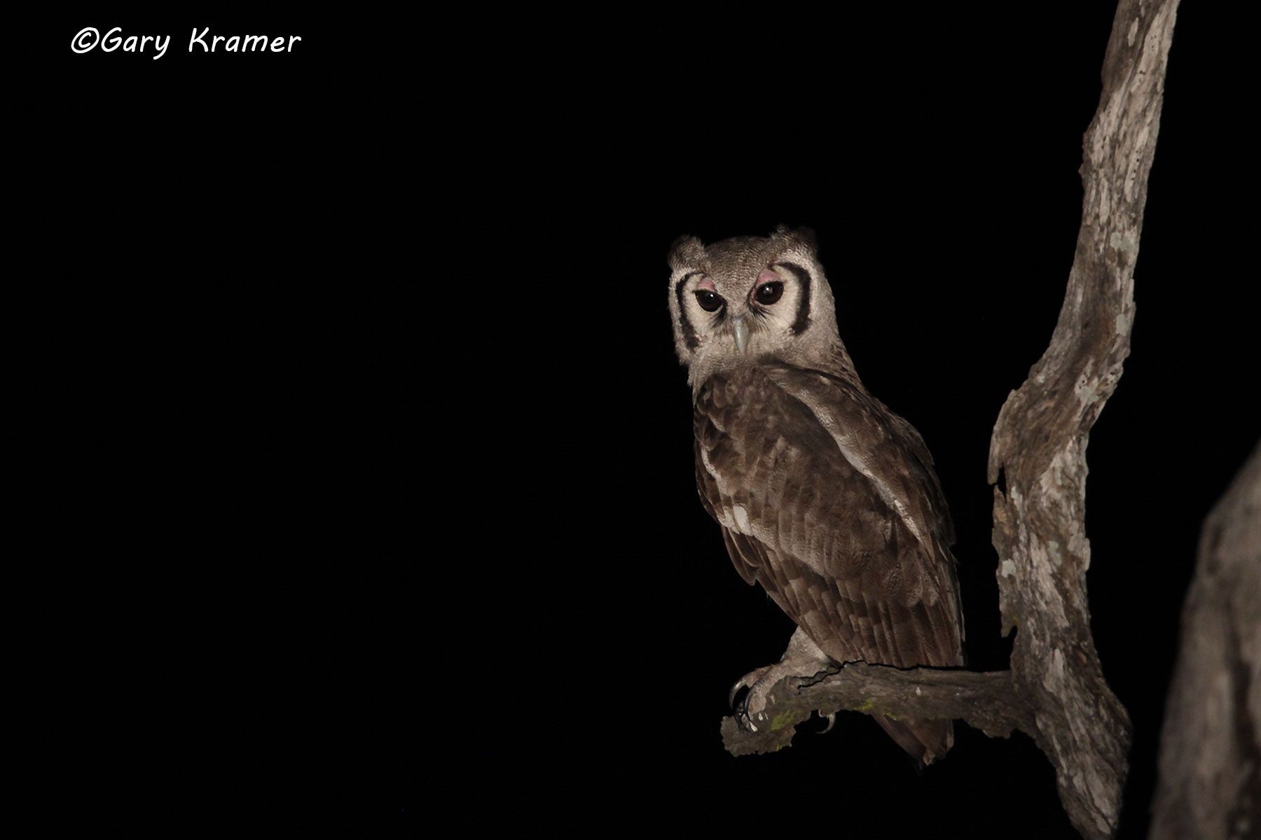 Giant Eagle Owl (Bubo lacteus) Giant Eagle Owl (Bubo lacteus) ABOe#017d