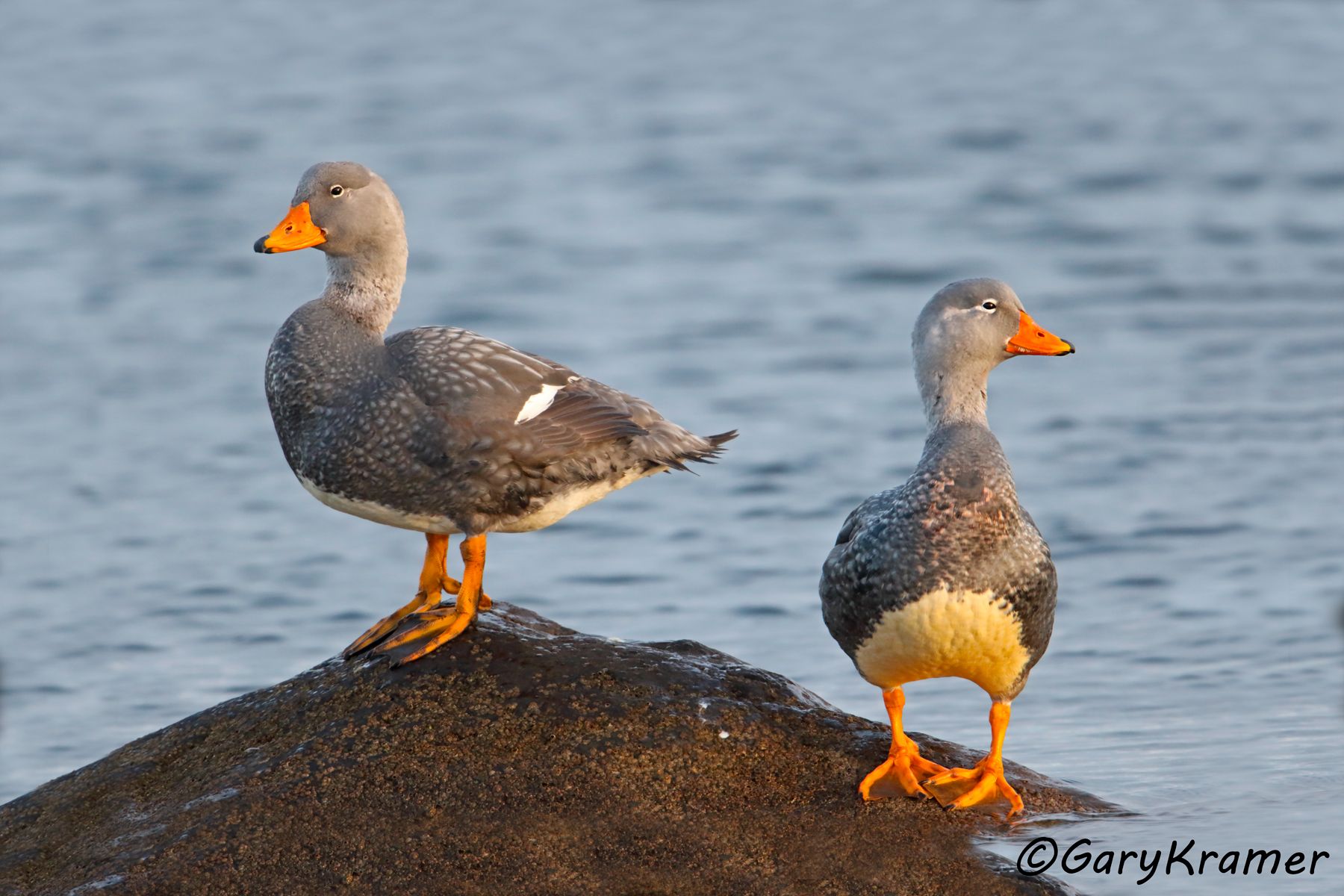 Flightless Steamer Duck (Tachyeres pteneres) - SBWSdm#259d (Chile)