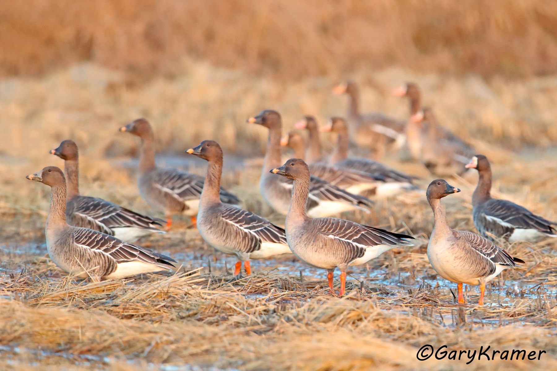 Tundra Bean Goose (Anser serrirostris)  Tundra Bean Goose (Anser serrirostris) - EBWGtb#267d(2)