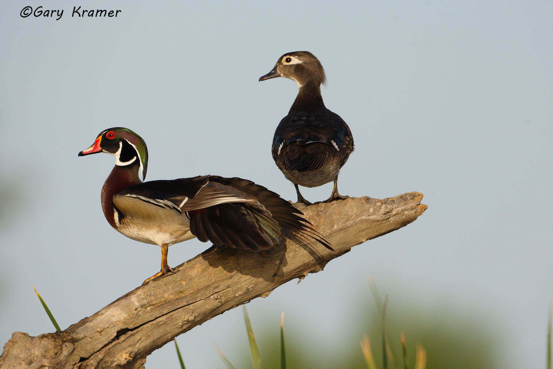 Wood Duck (Aix sponsa) - NBWWd#993d