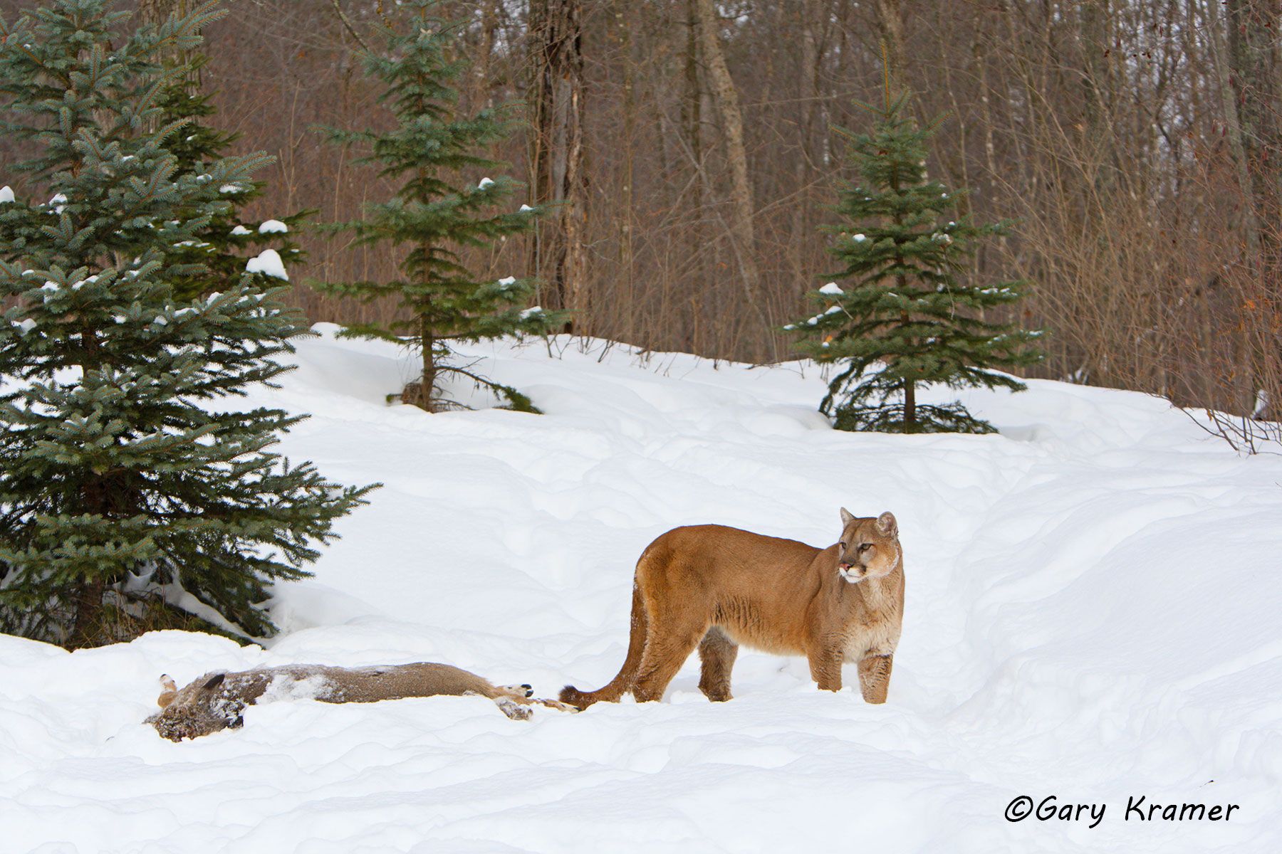 Mountain Lion (Cougar) with Deer kill by GaryKramer.net, 530-934-3873, gkramer@cwo.com Mountain Lion (Cougar) (Felis concolor) - NMCMk#099d