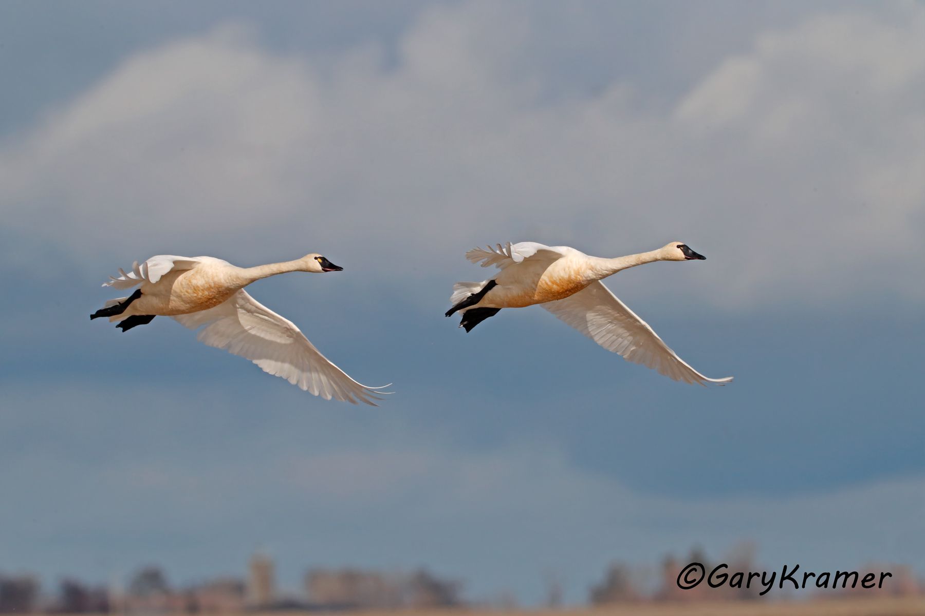 Tundra Swan (Cygnus columbianus)  Tundra Swan (Cygnus columbianus) -NBWT#381d