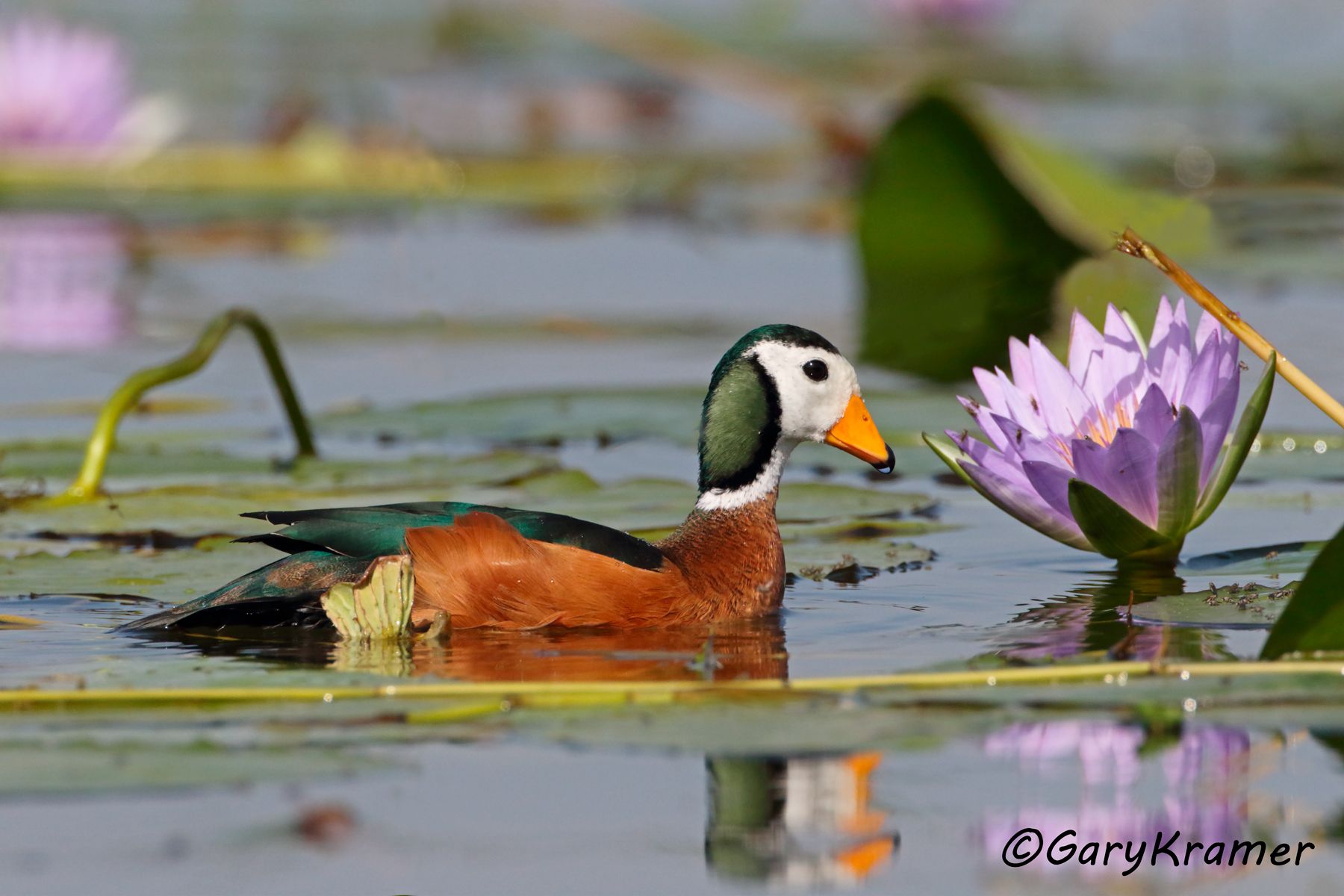 African Pygmy Goose (Nettapus auritus)  African Pygmy Goose (Nettapus auritus) - ABWPg#247d (Ethiopia)
