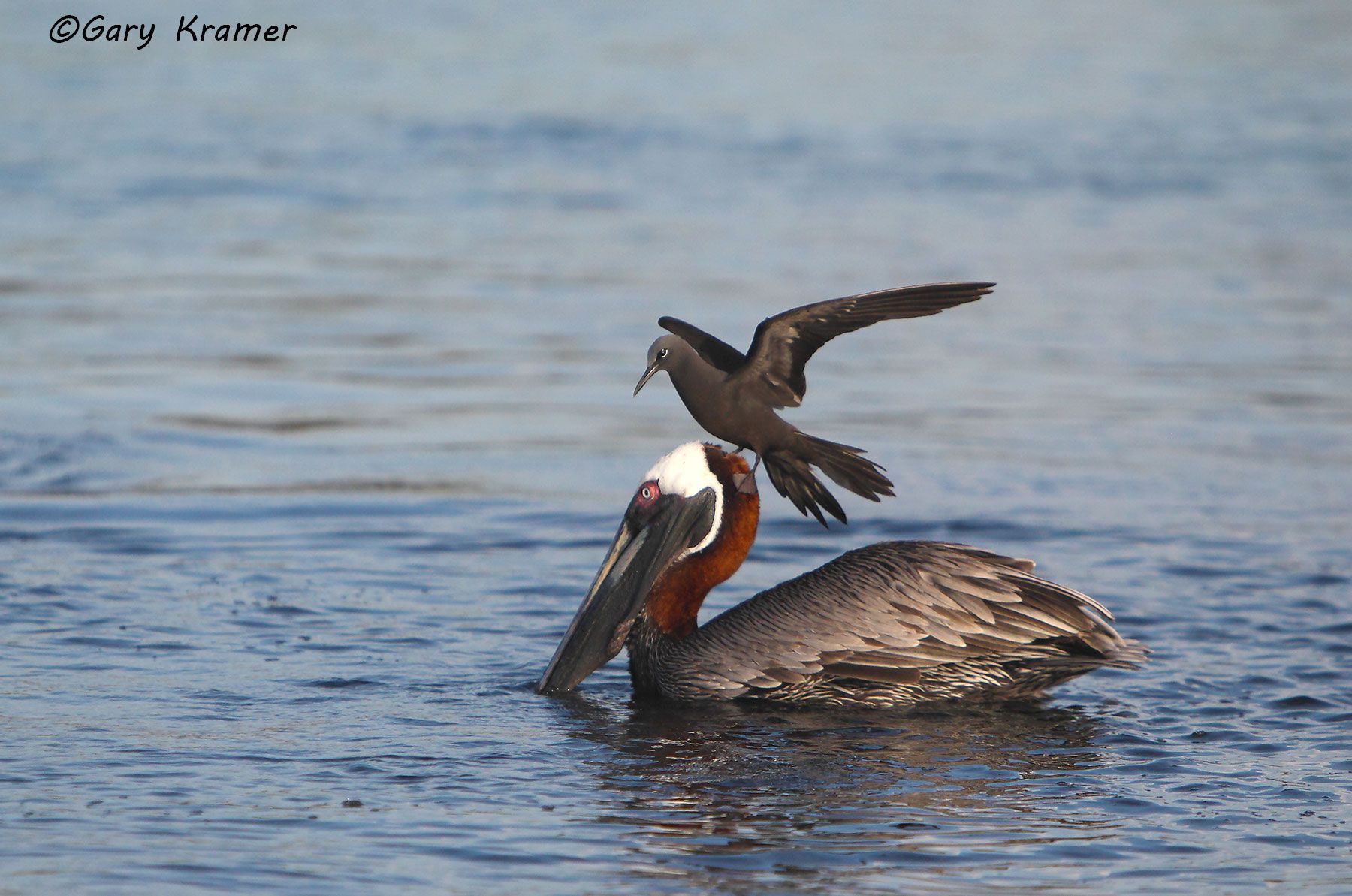 Brown Pelican/Brown Noddy (P. occidentalis/Anous stolidus) - NBPN#002d.jpg