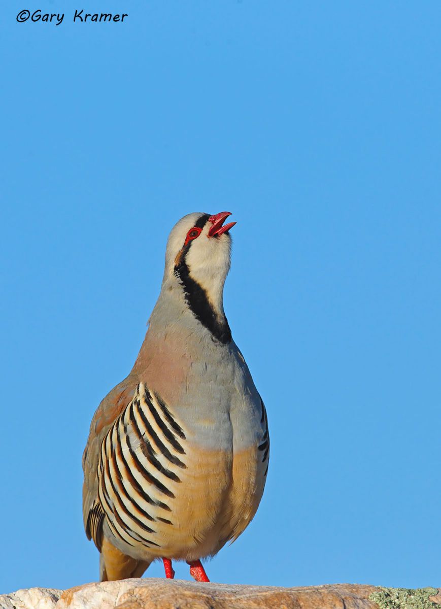 Chukar (Alectoris chukar) Chukar (Alectoris chukar) - NBGC#1167d(2)