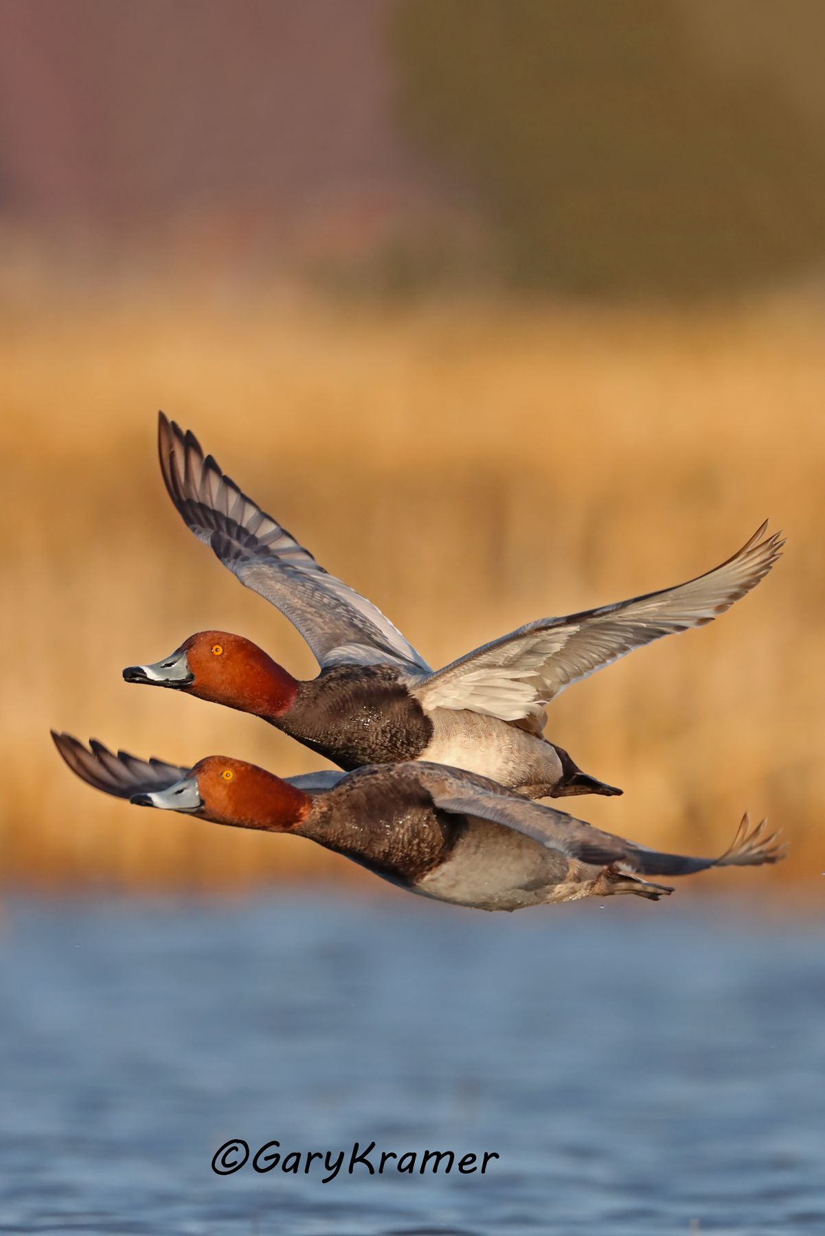 Redhead (Aythya americana) - NBWR#1632d(2)