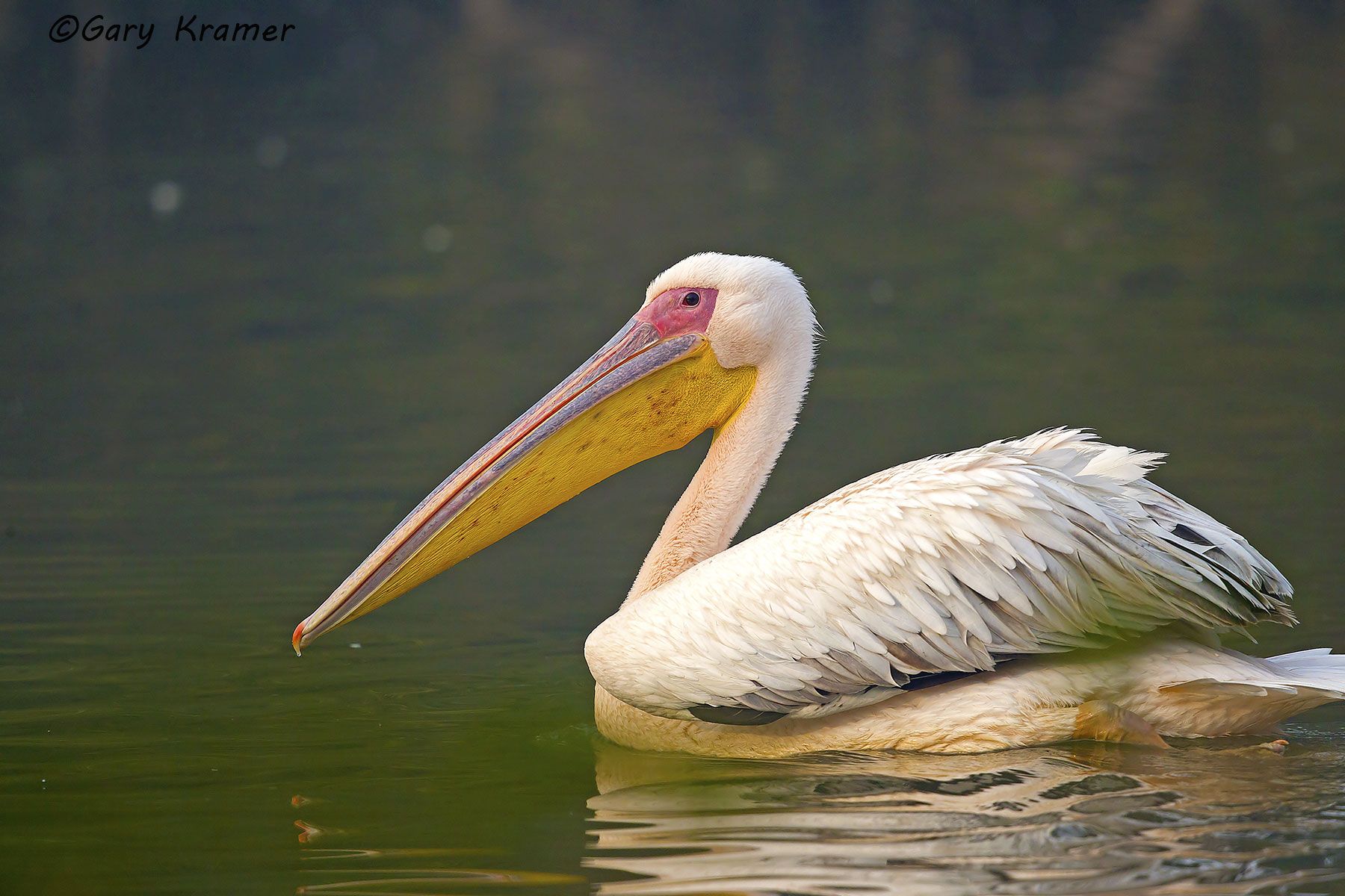 White Pelican (Pelecanus onocrotalus) White Pelican (Pelecanus onocrotalus) - IBPw#001d