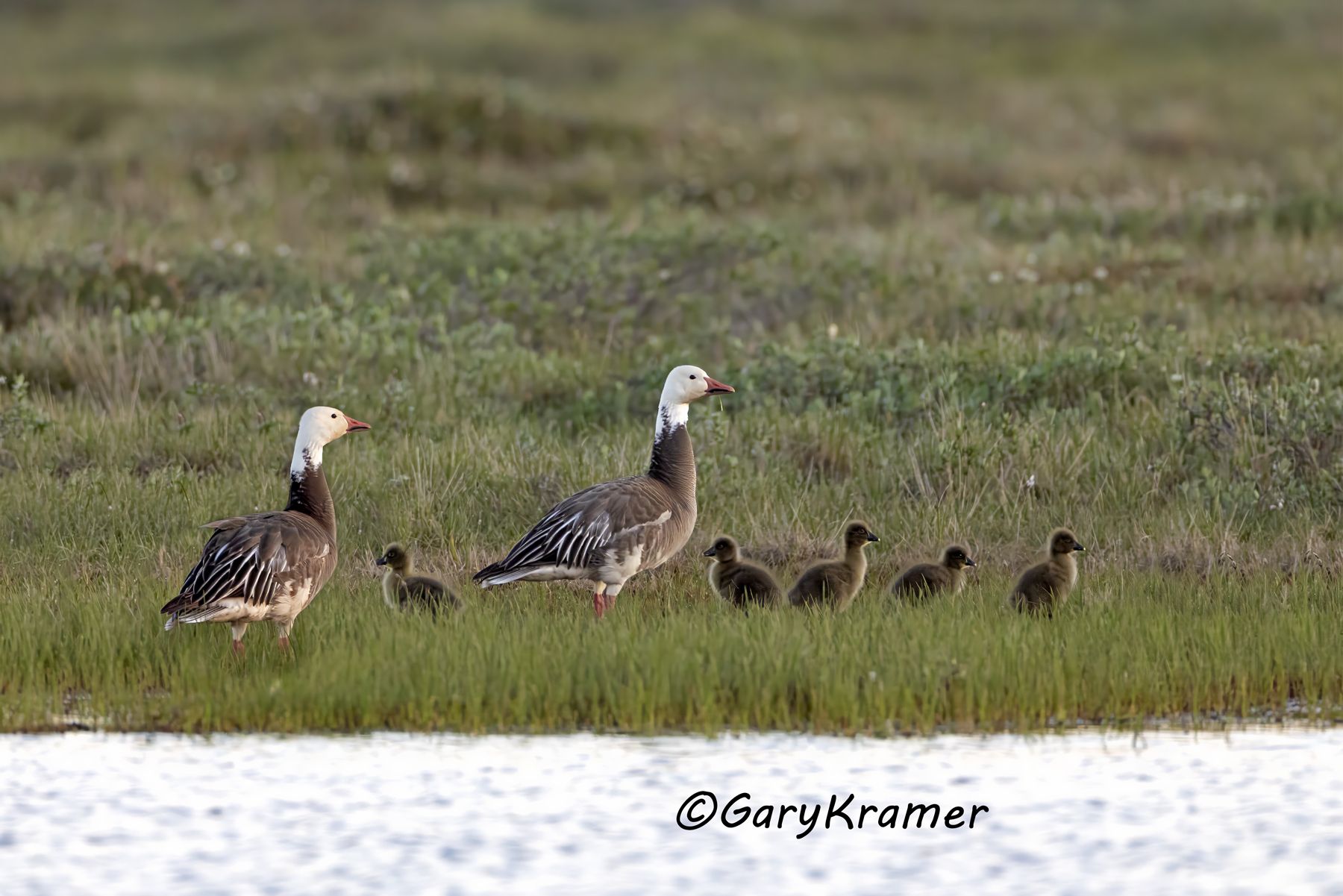 Lesser Snow Goose (Anser caerulescens) - NBWSg#3656d(4)