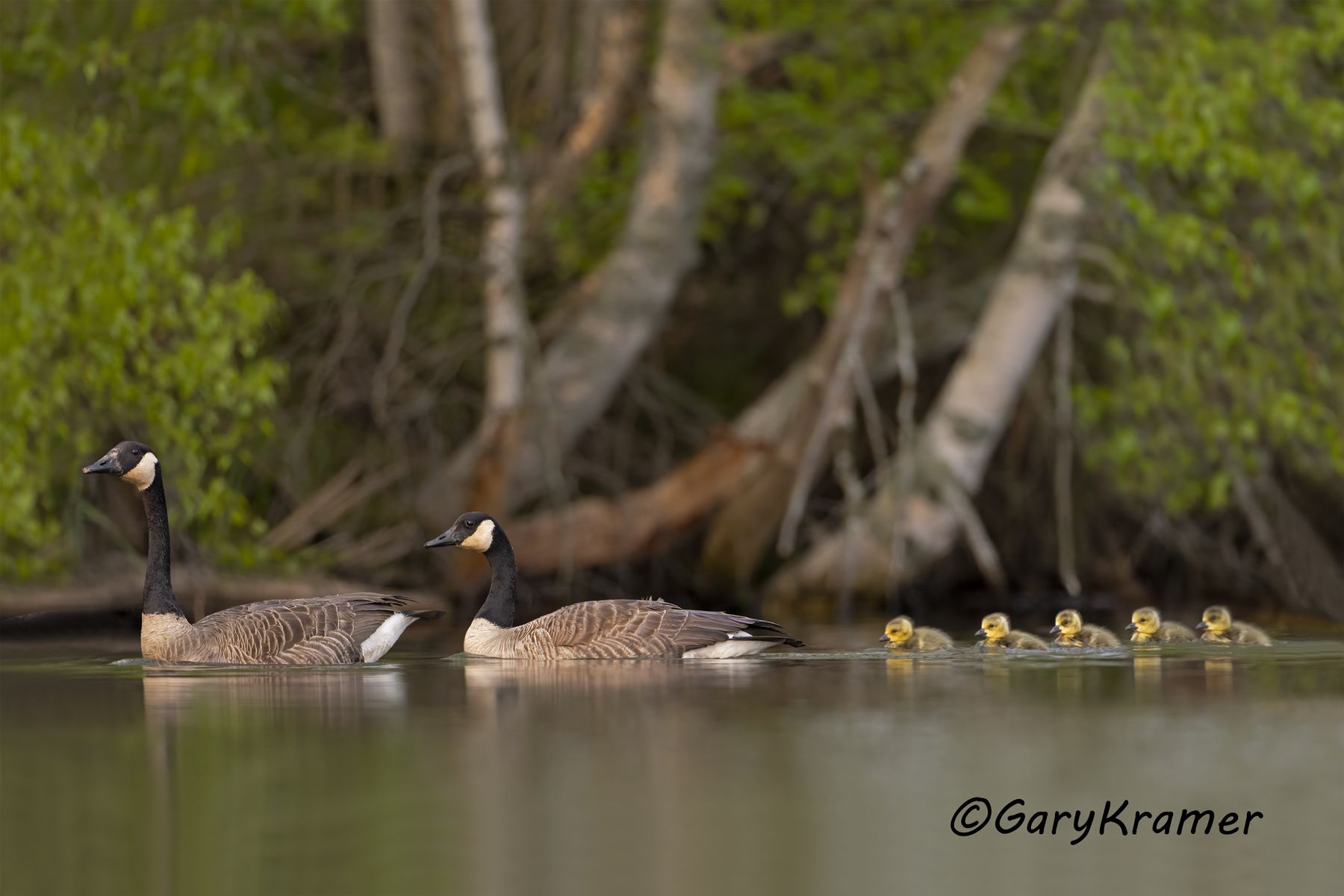 Canada Goose (Giant) (Branta canadensis) - NBWCg#2201d(2)