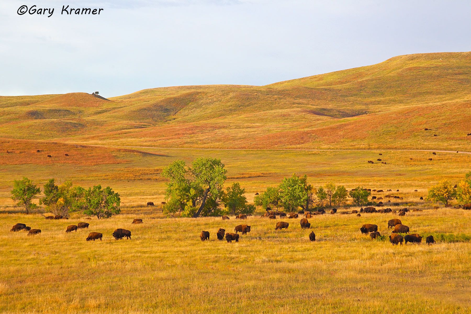 Plains Bison (Bison bison bison) - NMB#365d