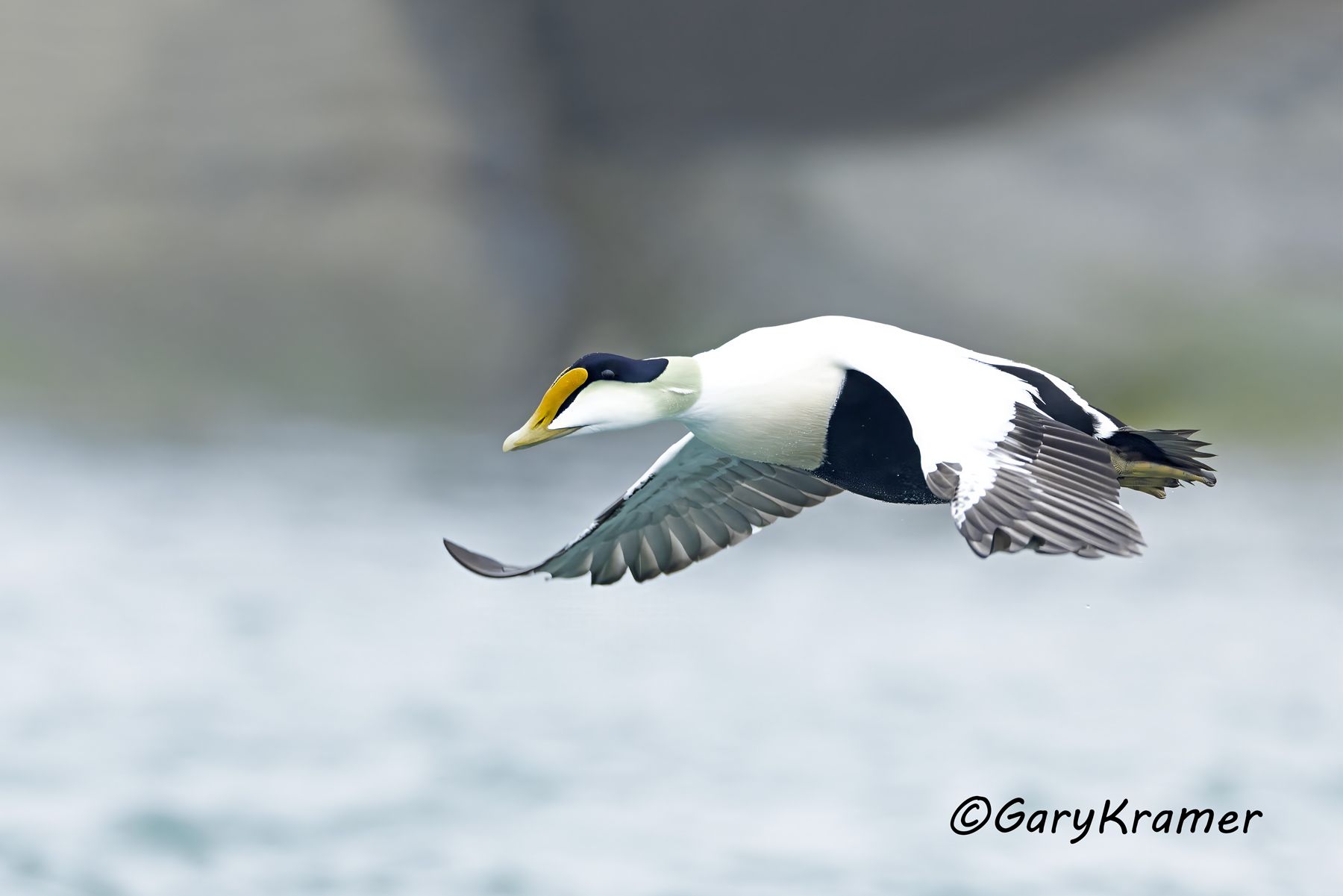 Common Eider (American) (Somateria mollissima) - NBWE#886d