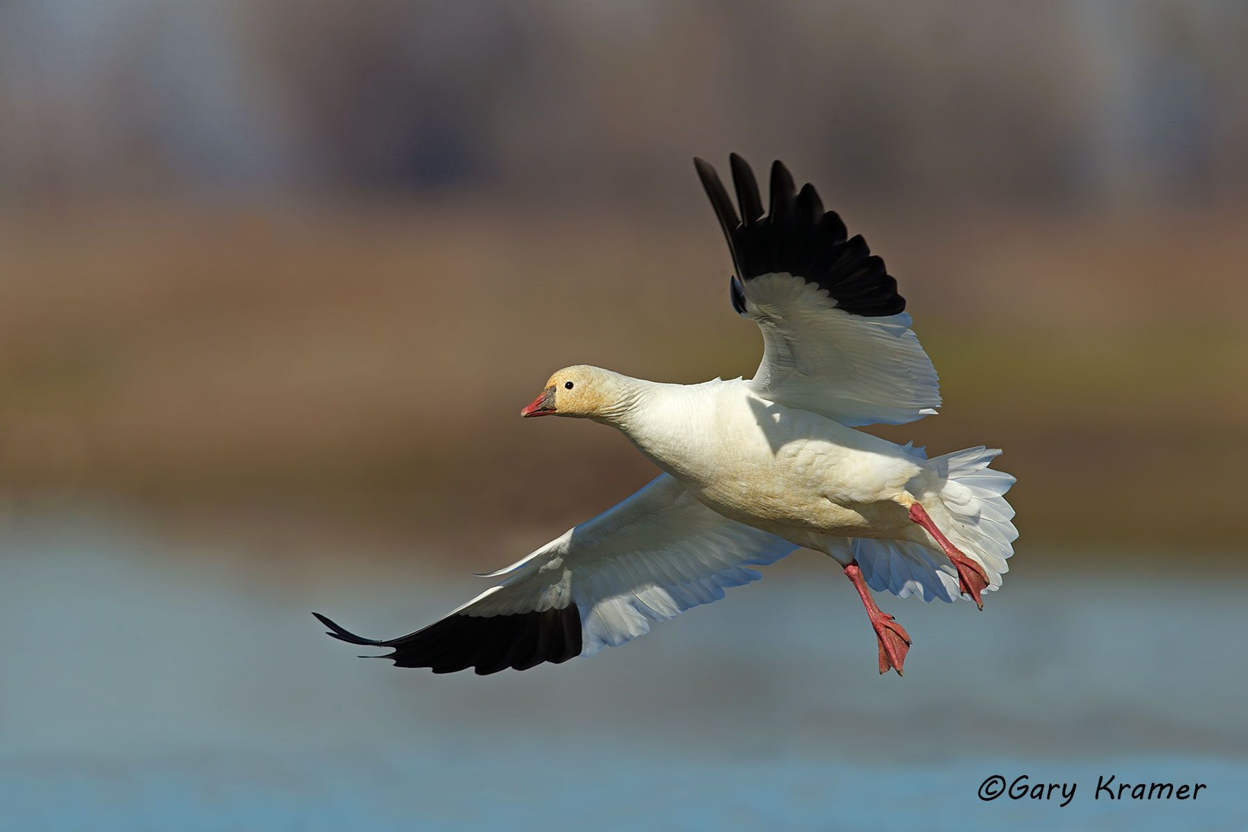 Ross's Goose (Anser rossii) - NBWRg#777d