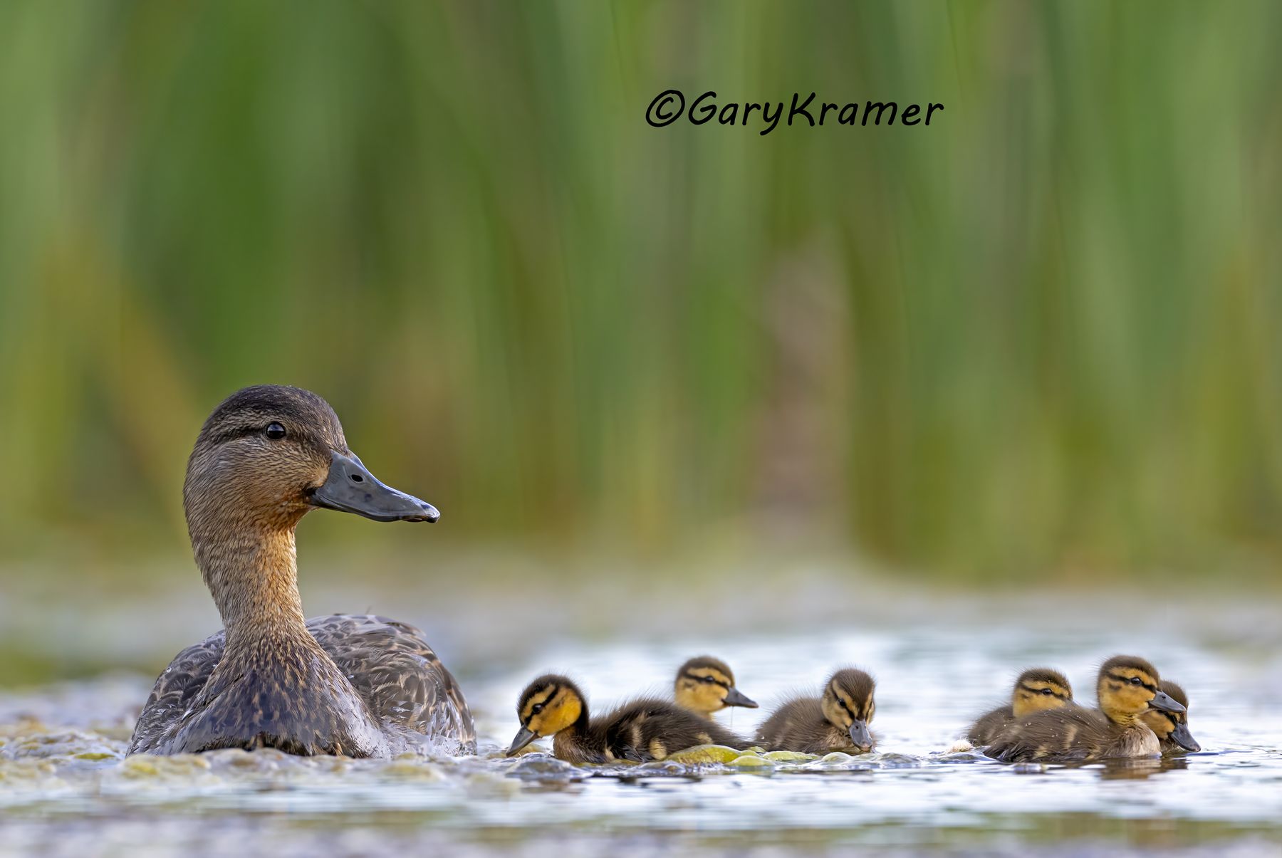 American Black Duck (Anas rubripes) - NBWBd#1642d(2)
