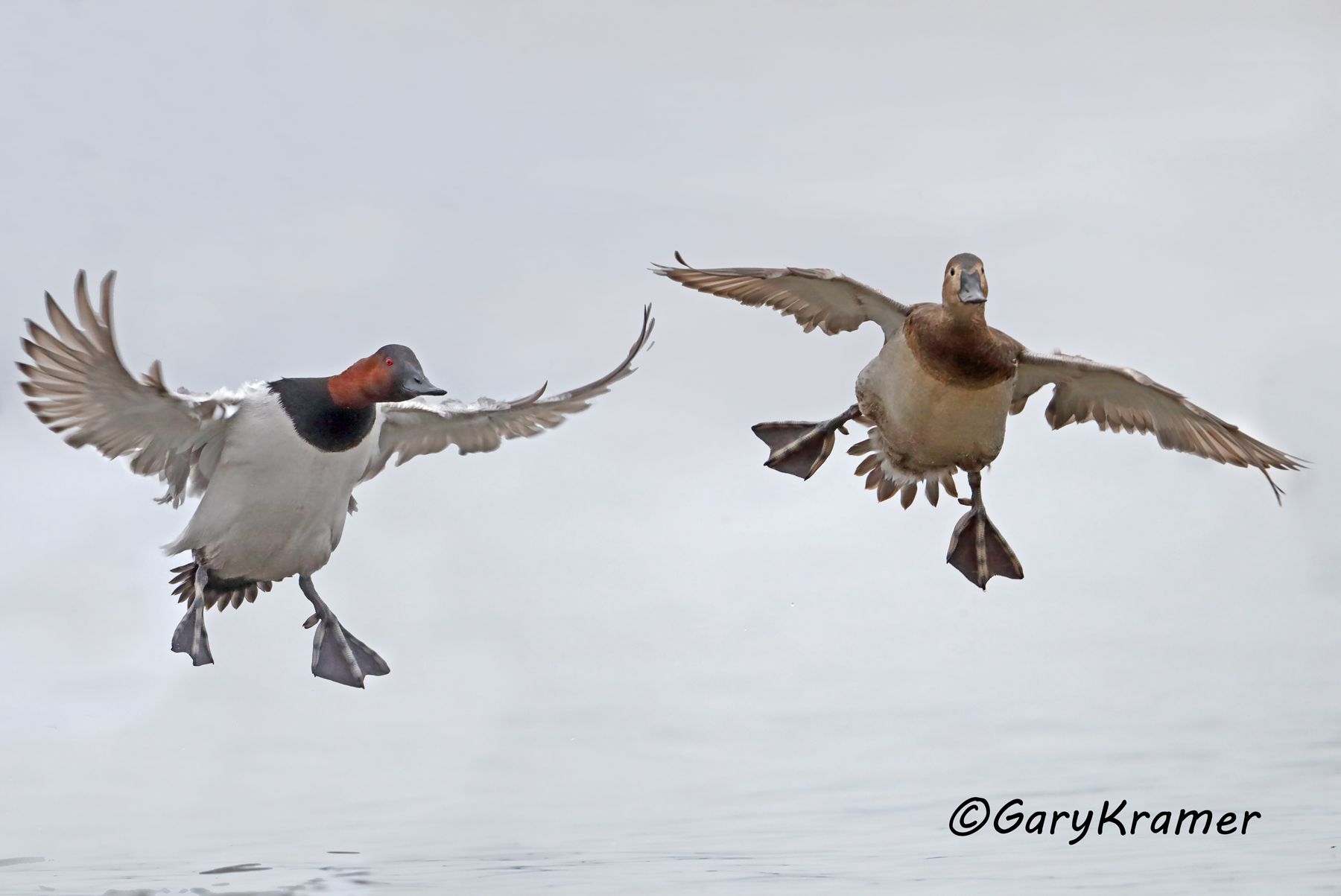 Canvasback (Aythya valisineria) - NBWC#1291d(3)