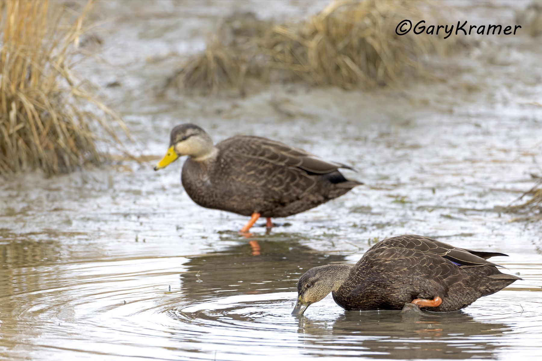 American Black Duck (Anas rubripes) American Black Duck (Anas rubripes) - NBWBd#1220d