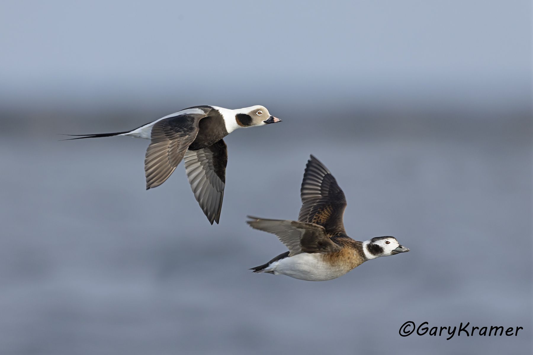 Long-tailed Duck (Clangula hyemalis) (winter) - NBWO#489d(2)