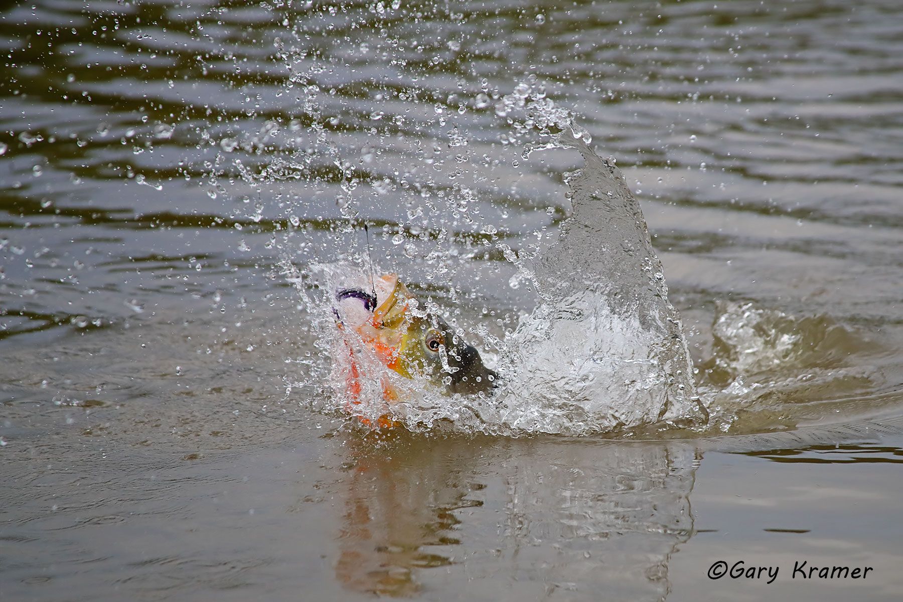 Peacock Bass w/fly Peacock Bass w/fly, Bolivia - SFBpf#016d