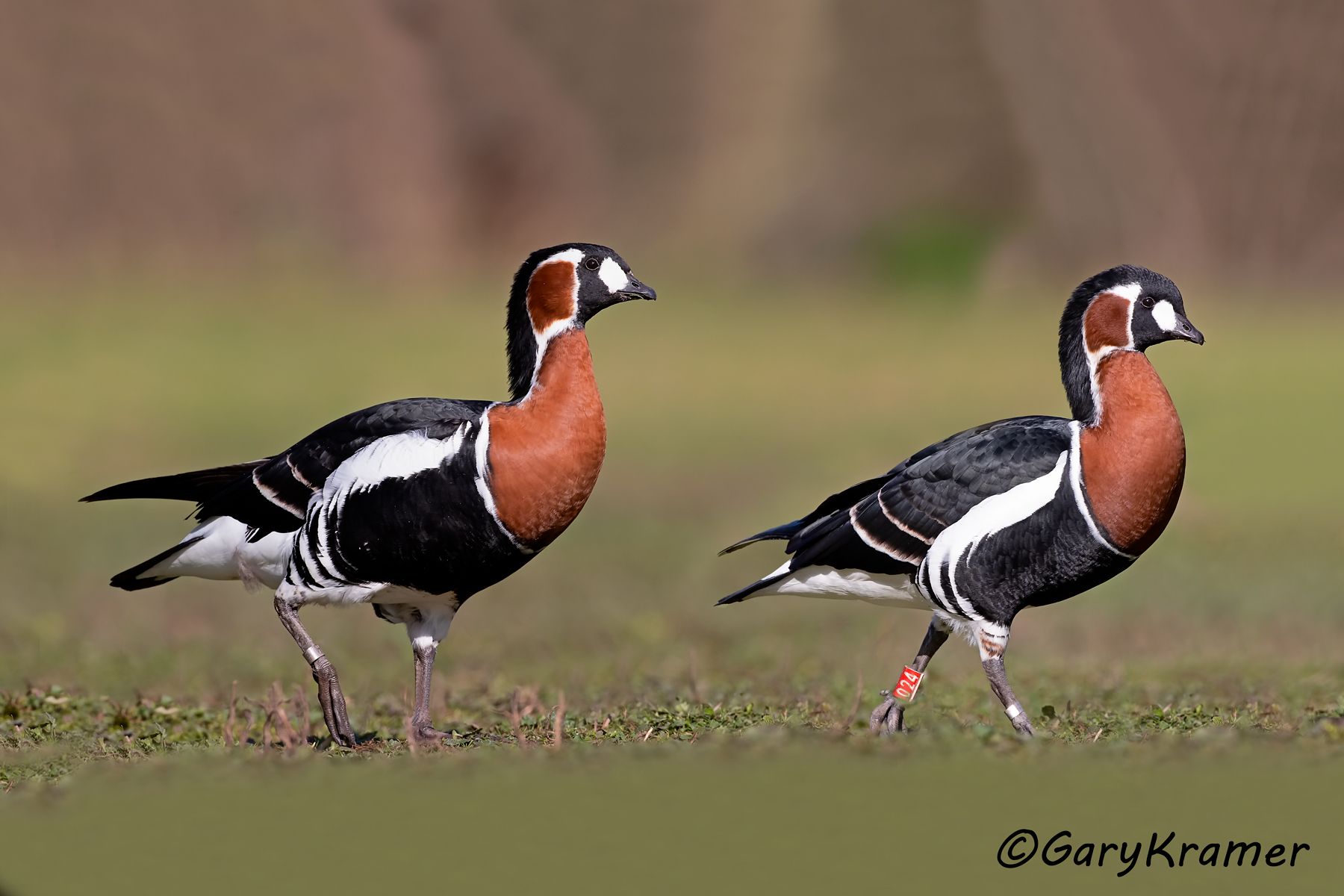 Red-breasted Goose (Branta ruficollis)  Red-breasted Goose (Branta ruficollis) - EBWGr#079d(5)