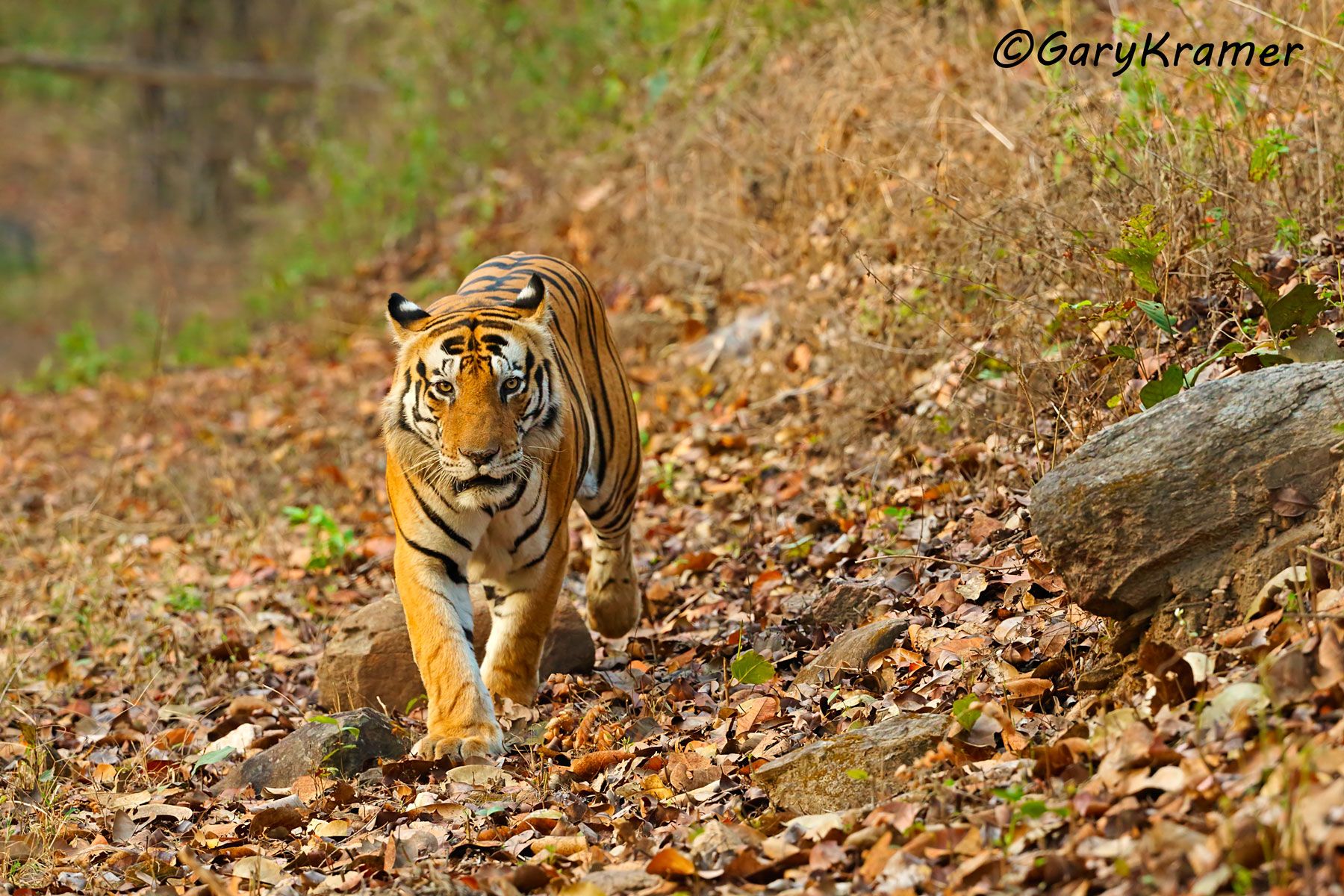 Tiger (Bengal) (Panthera tigrus tigrus) - AMTb#429d