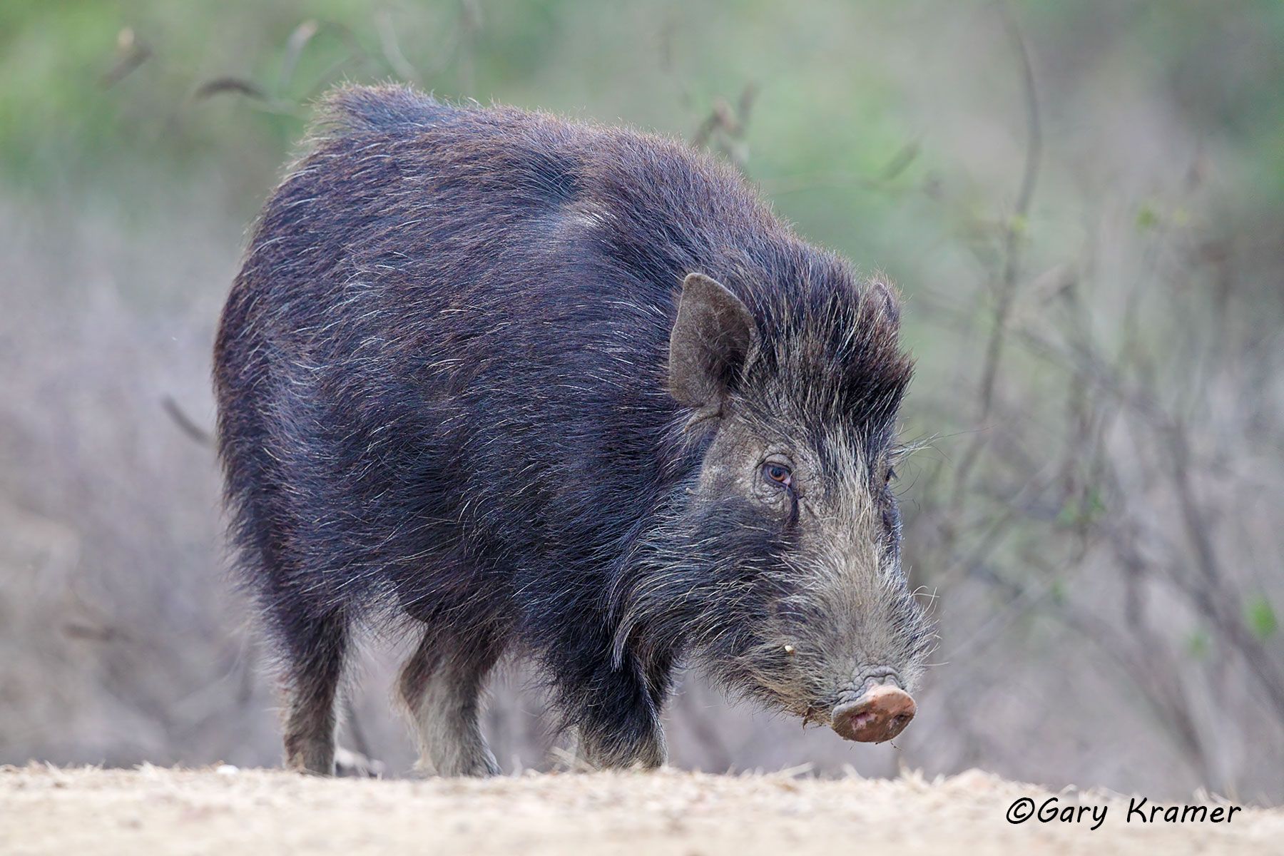 Wild Pig (Wild Boar) (Sus scrofa) Wild Pig (Wild Boar) (Sus scrofa) - IMWb#140d