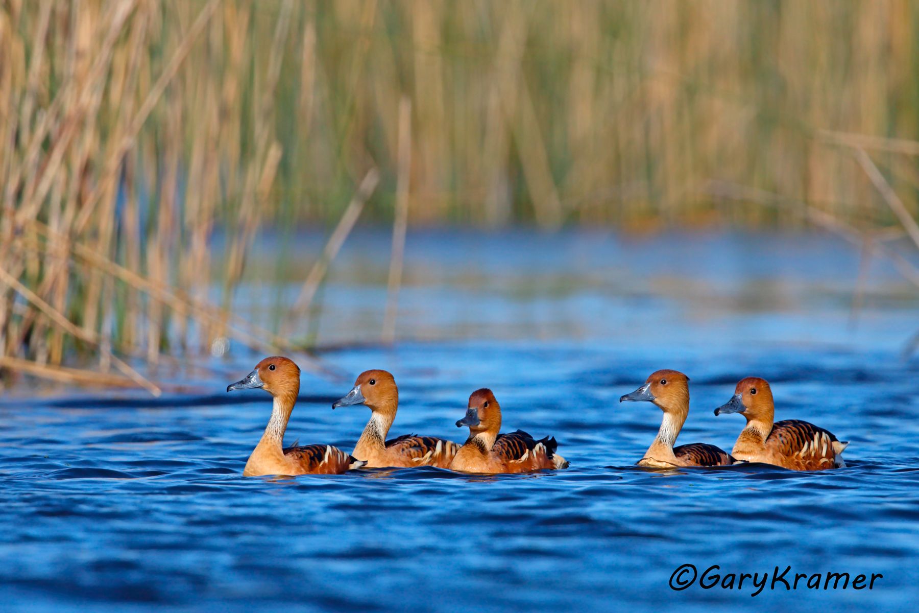 Fulvous Whistling Duck (Dendrocygna bicolor) - NBWF#357d