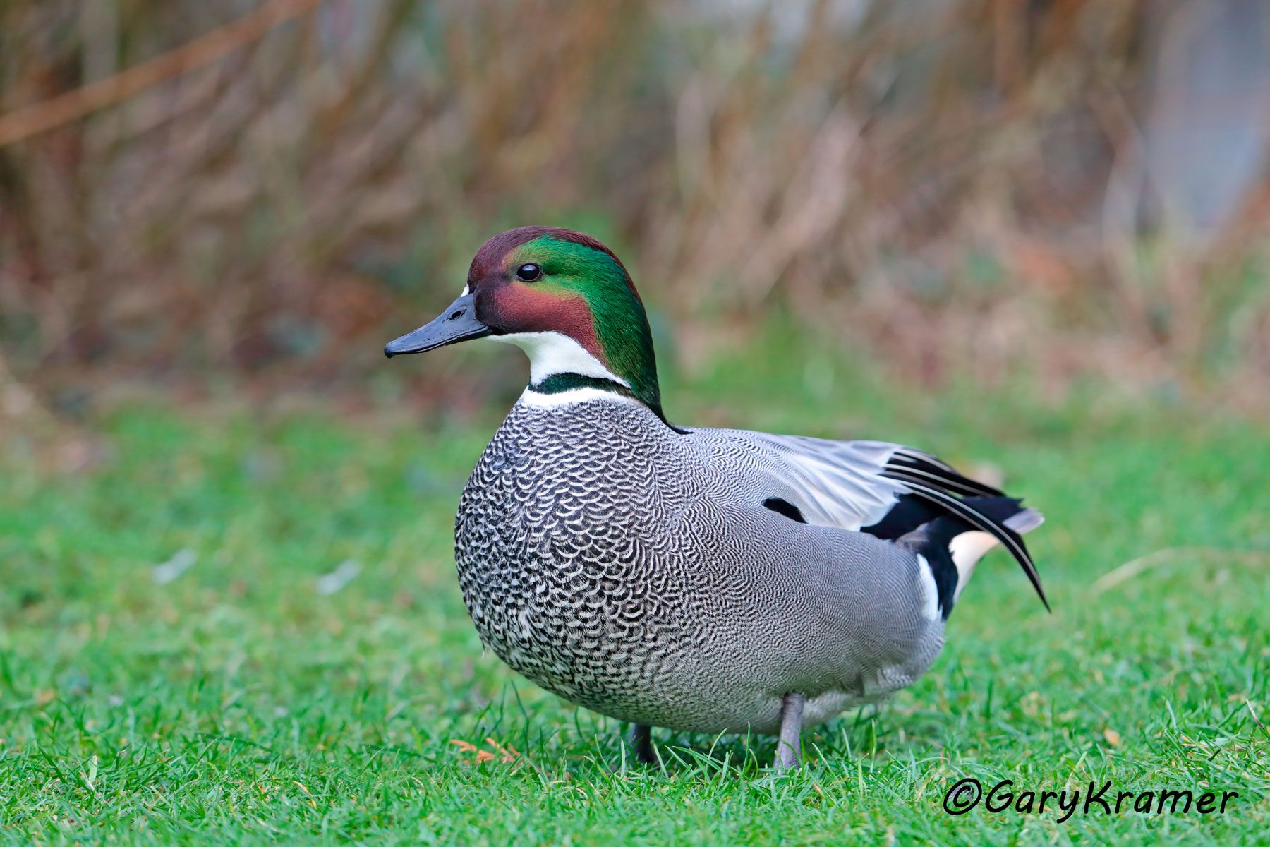 Falcated Duck (Mareca falcata)  Falcated Duck (Mareca falcata) - EBWF#110d