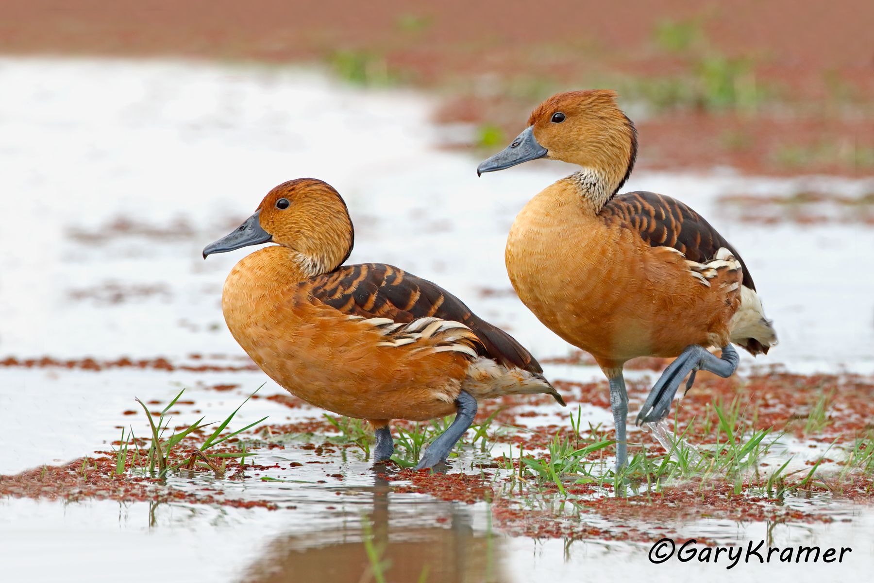 Fulvous Whistling Duck (Dendrocygna bicolor) - NBWF#511d(2)