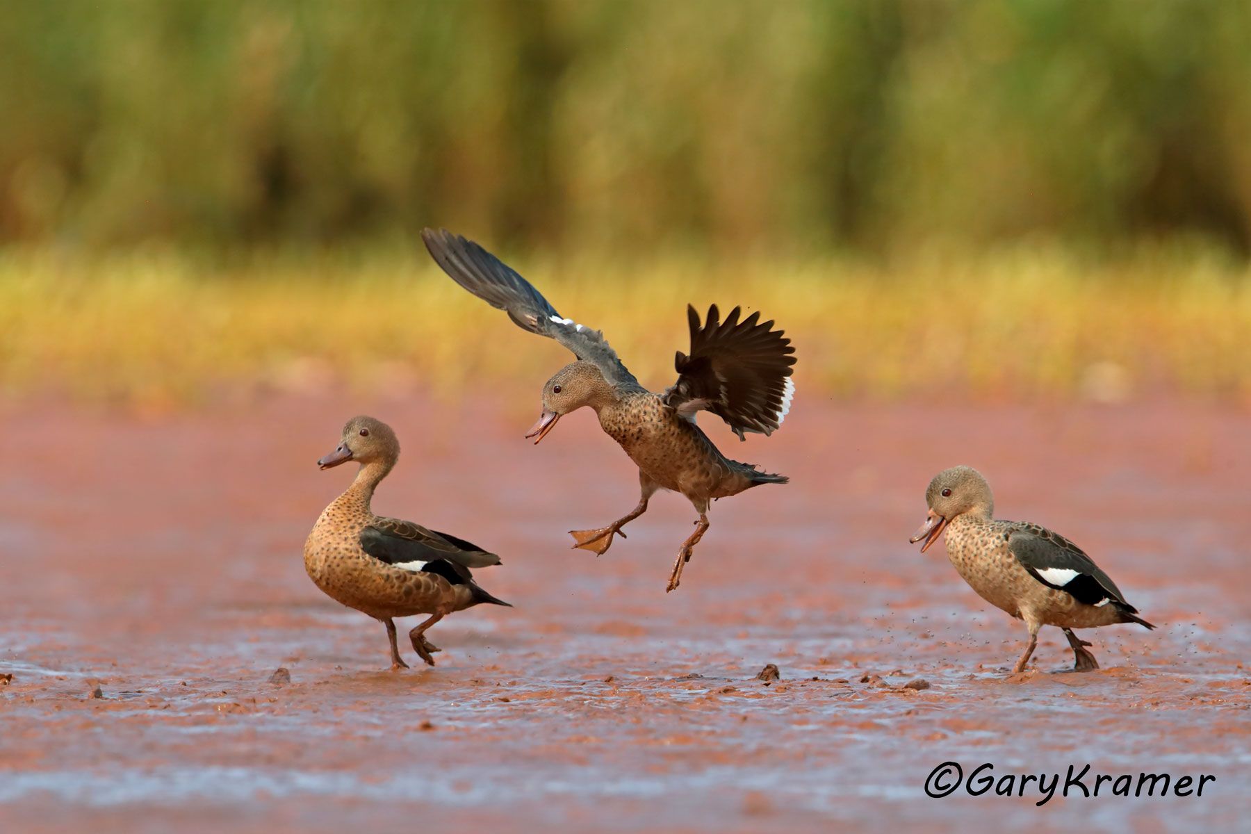 Madagascar  Teal (Anas bernieri)  Madagascar Teal (Anas bernieri) - MBWB#368d(2) (Madagascar)
