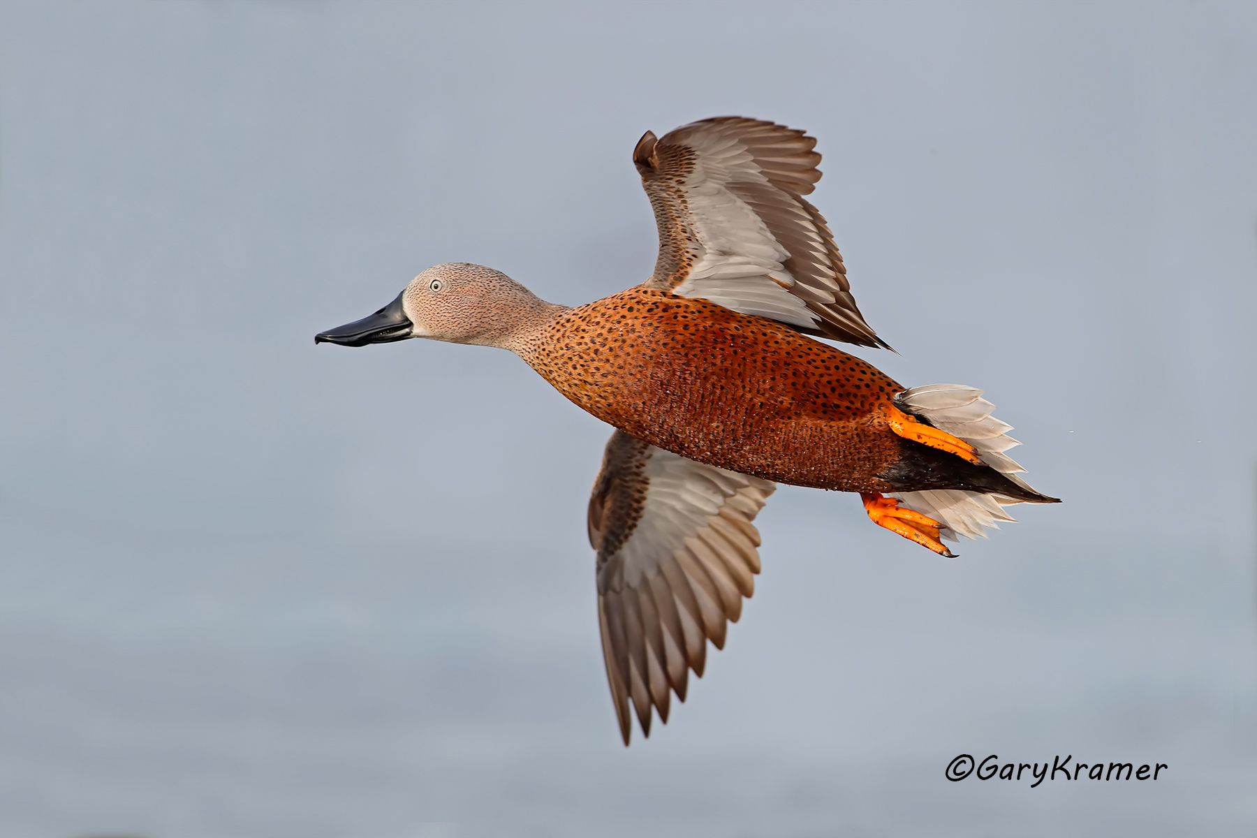 Red Shoveler (Spatula platalea) - SBWSr#065d (Argentina)