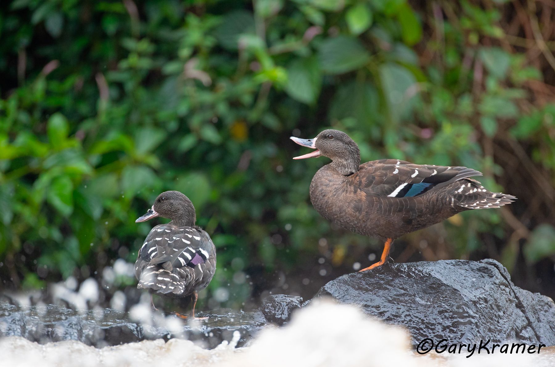 African Black Duck (Anas sparsa)  African Black Duck (Anas sparsa) - ABWB#355d(2) (Kenya)