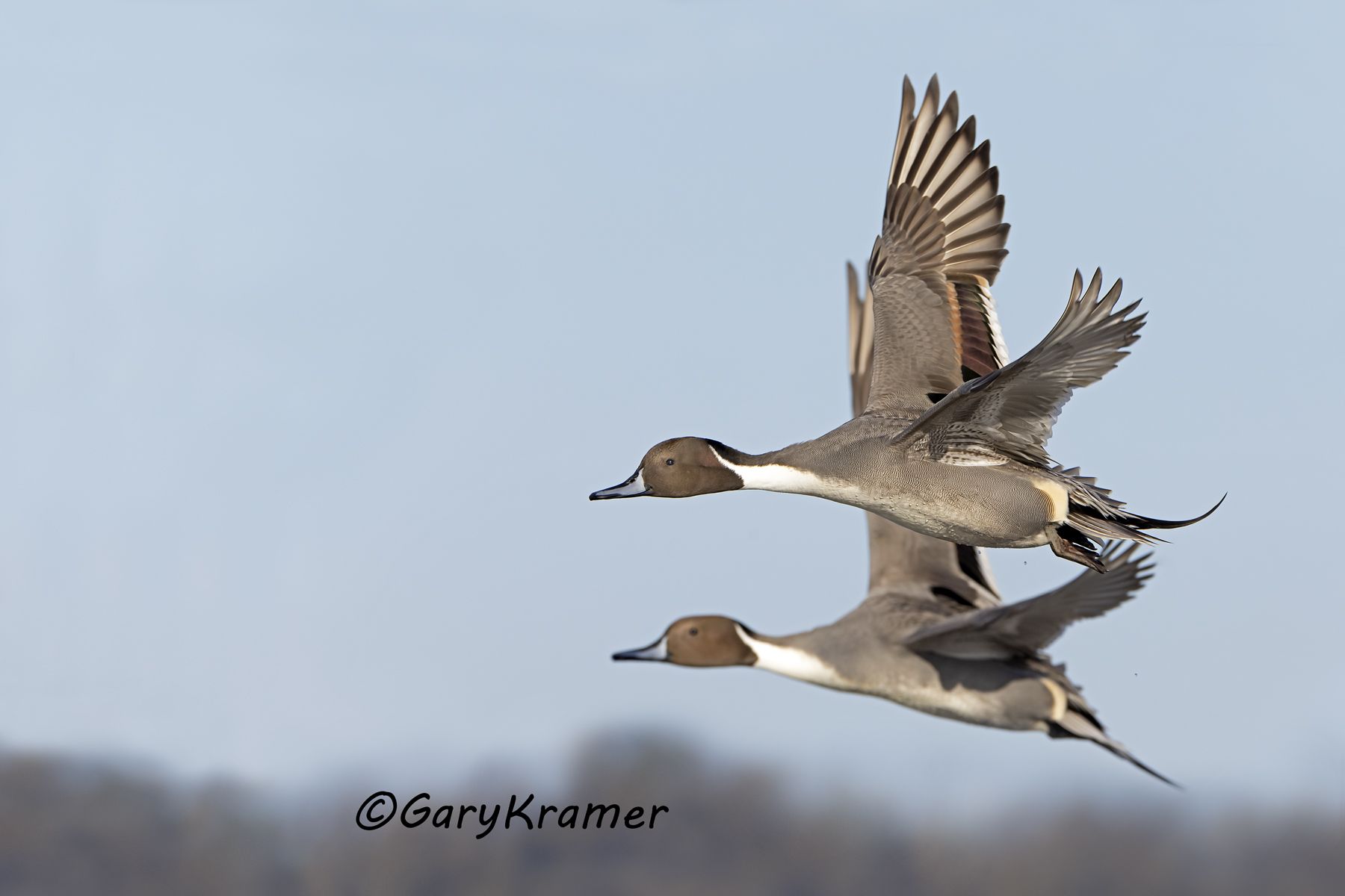 Northern Pintail (Anas acuta) - NBWP#767d(2)