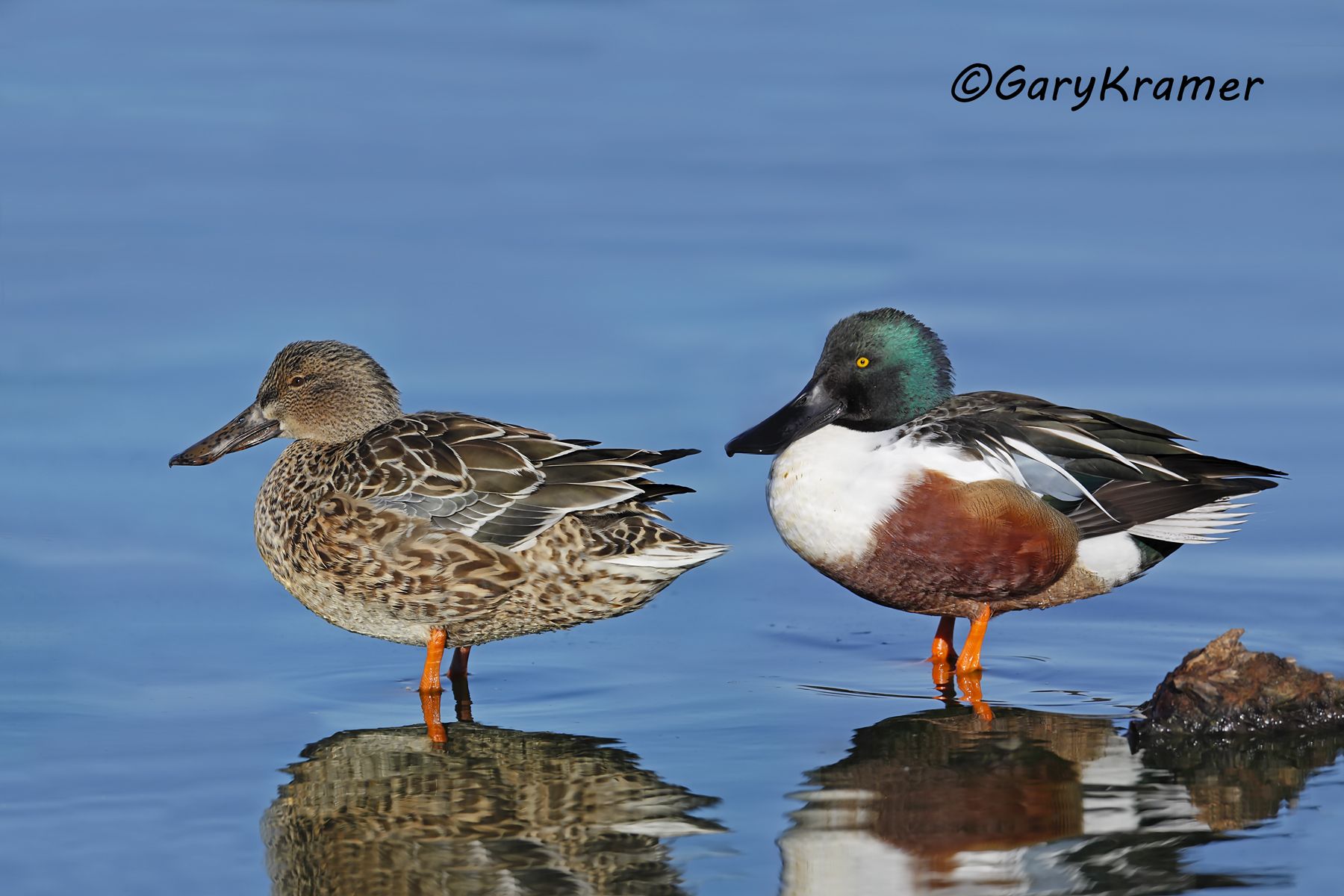 Northern Shoveler (Anas clypeata) - NBWS#836d(3)