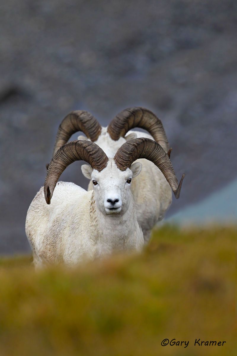 Dall Sheep (Ovis dalli dalli) by GaryKramer.net, 530-934-3873 , gkramer@cwo.com Dall Sheep (Ovis dalli dalli) - NMSD#511d(2)