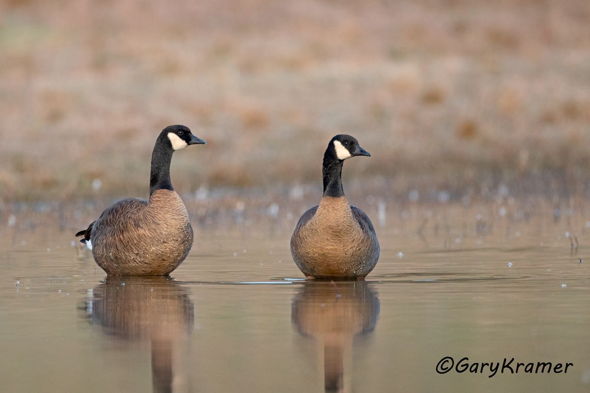 Canada goose hotsell qualität youtube