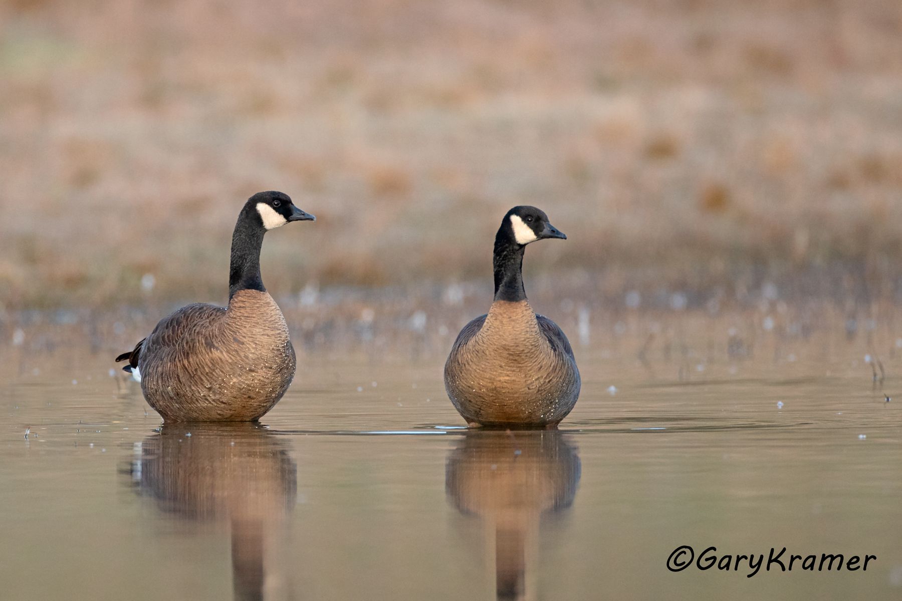 Canada Goose - Gary Kramer Photographer / Writer