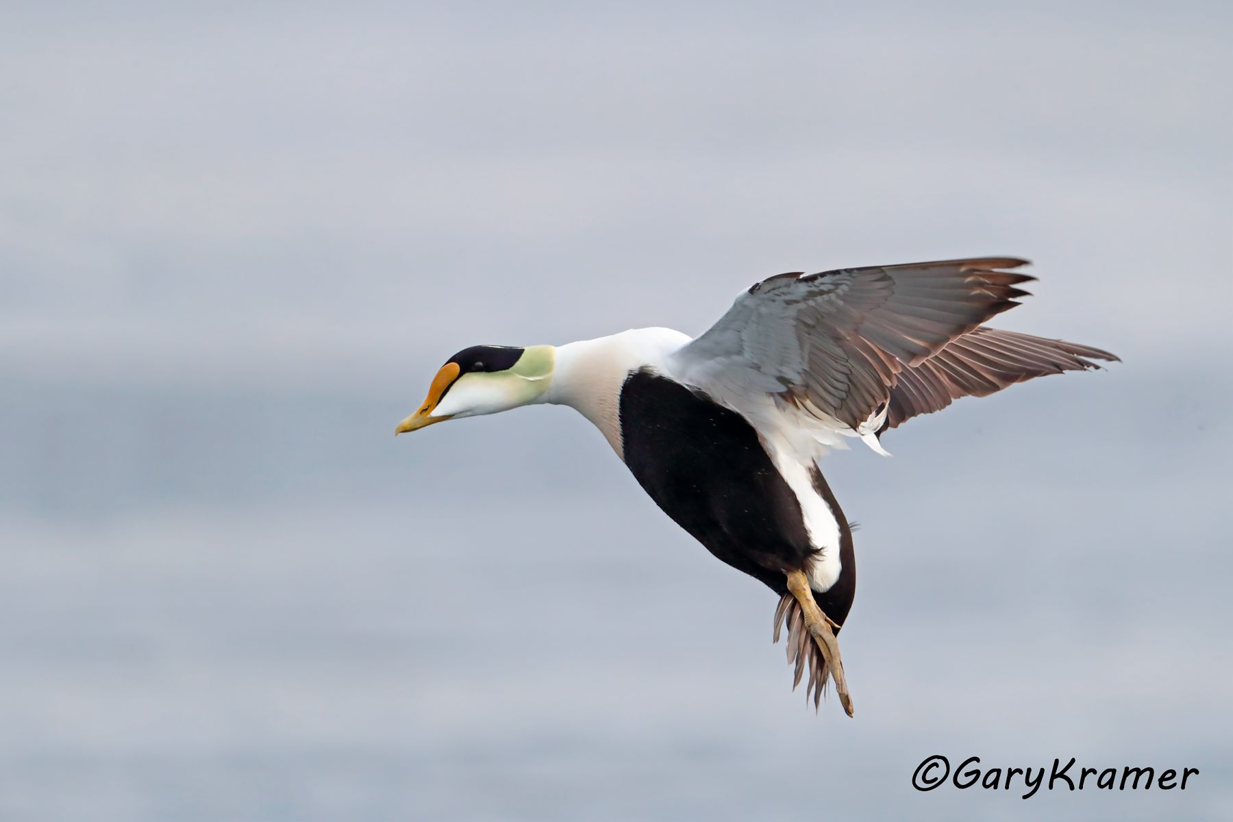 Common Eider (American) (Somateria mollissima) Common Eider (American) (Somateria mollissima) - NBWE#301d