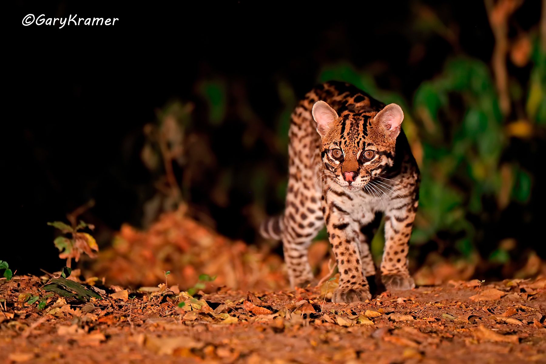 Ocelot (Leopardus pardalis) Ocelot (Leopardus pardalis) - SMLo#037d