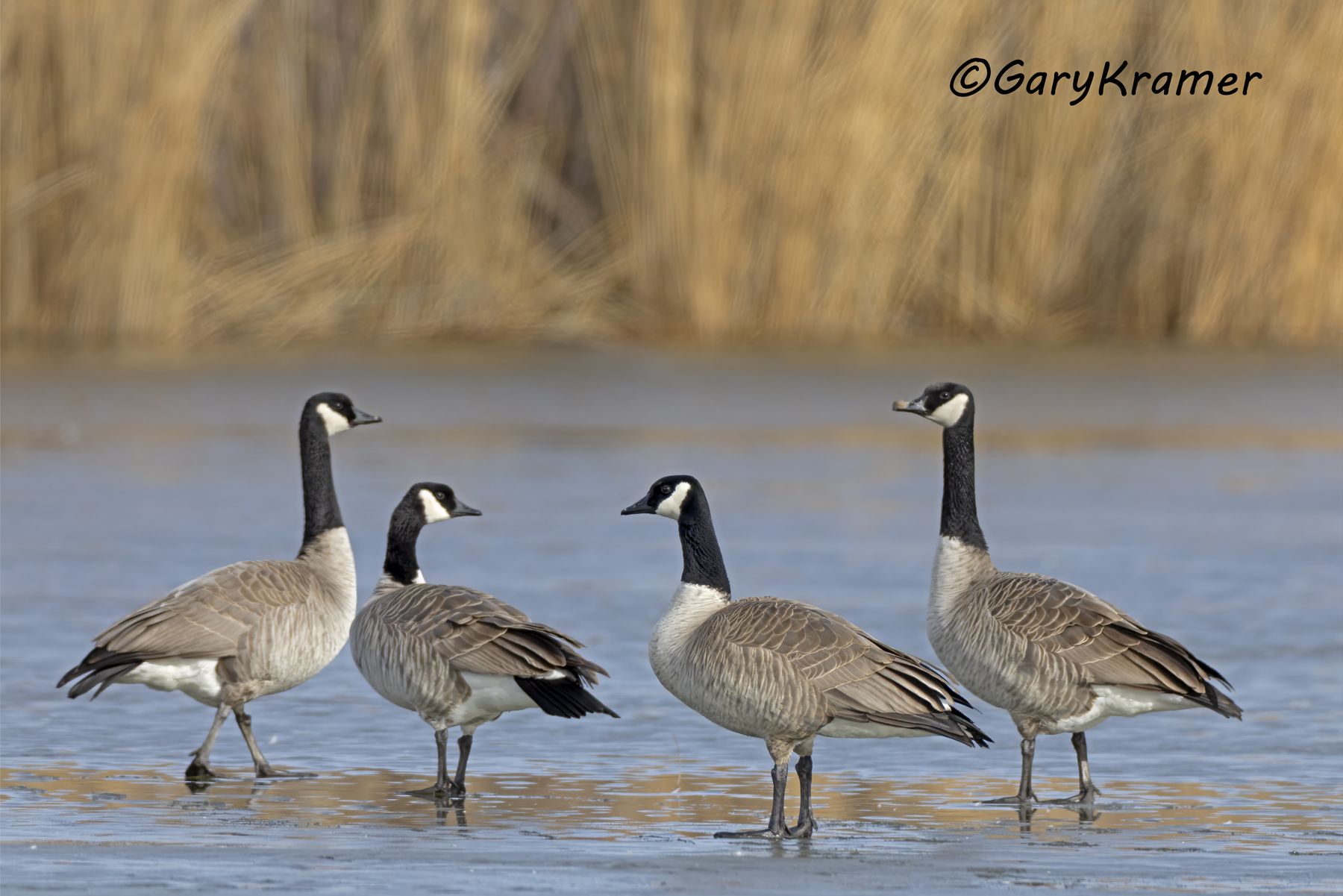 Canada Goose (Giant) (Branta canadensis) - NBWCg#2054d