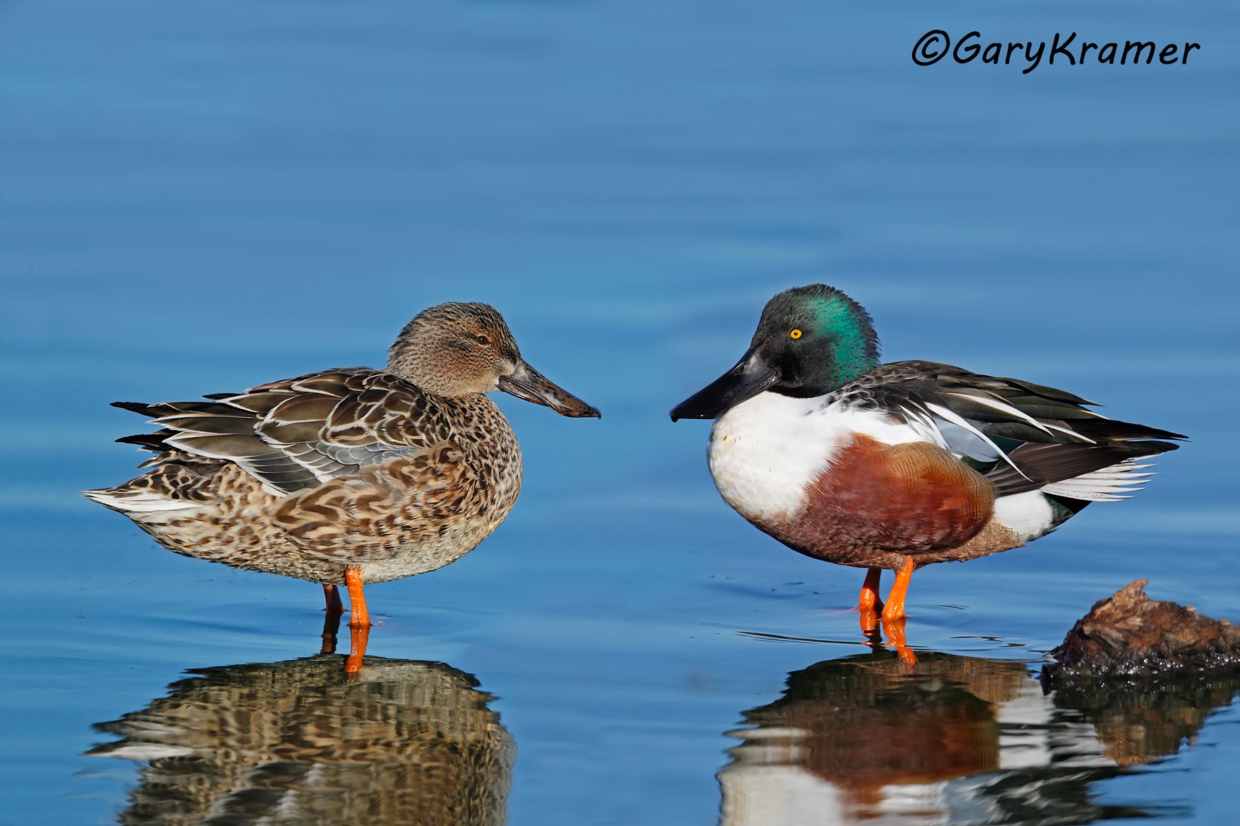 Northern Shoveler (Spatula clypeata) Northern Shoveler (Spatula clypeata) - NBWS#836d(2)