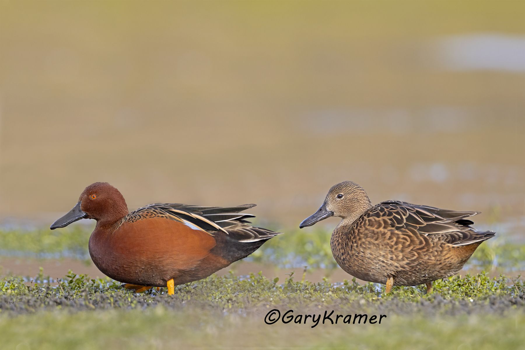 Cinnamon Teal (Anas cyanoptera) - NBWTc#835d(2)