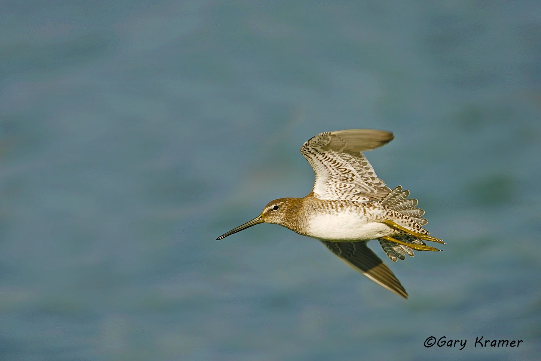 Long-billed Dowitcher (Limnodromus scolopaceus) Long-billed Dowitcher (Limnodromus scolopaceus) - NBSDl#063d