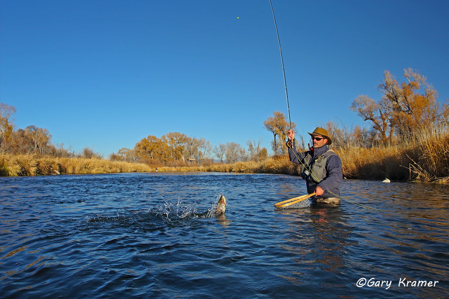 Flyfisherman landing Rainbow Trout - NFTRl#012d