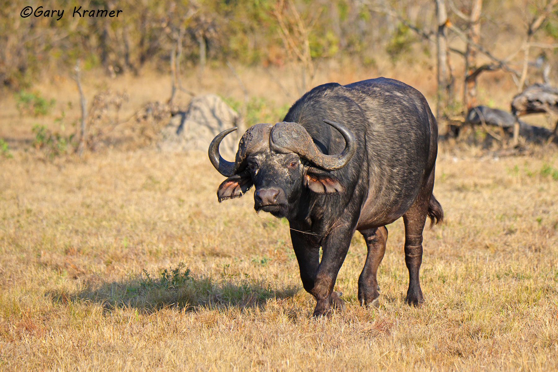 Cape Buffalo (Syncerus caffer) Cape Buffalo (Syncerus caffer) - AMB#1357d