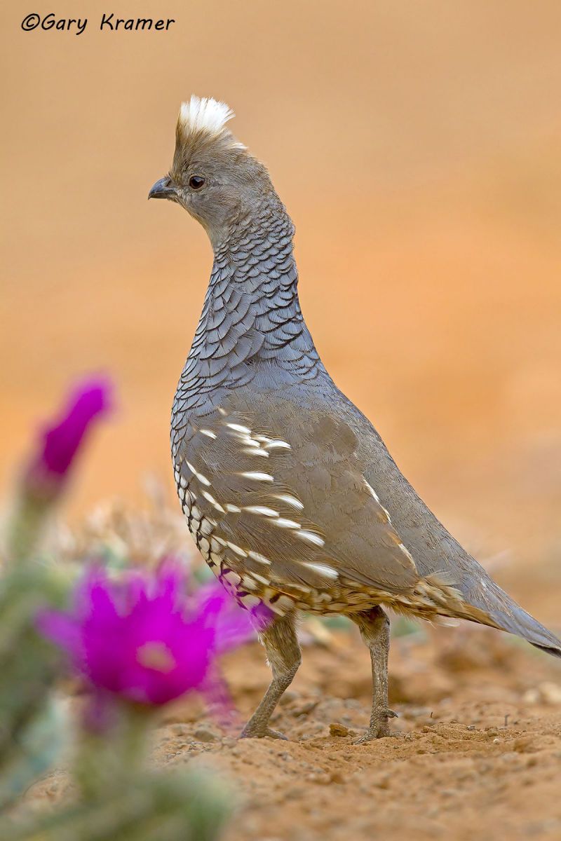 Scaled Quail (Callipepla squamata) - NBGQs#053d