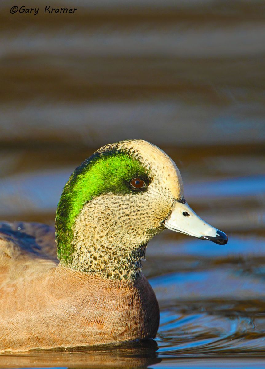 American Wigeon (Mareca americana) by GaryKramer.net, 530-934-3873, gkramer@cwo.com American Wigeon (Mareca americana) - NBWW#827d(2)