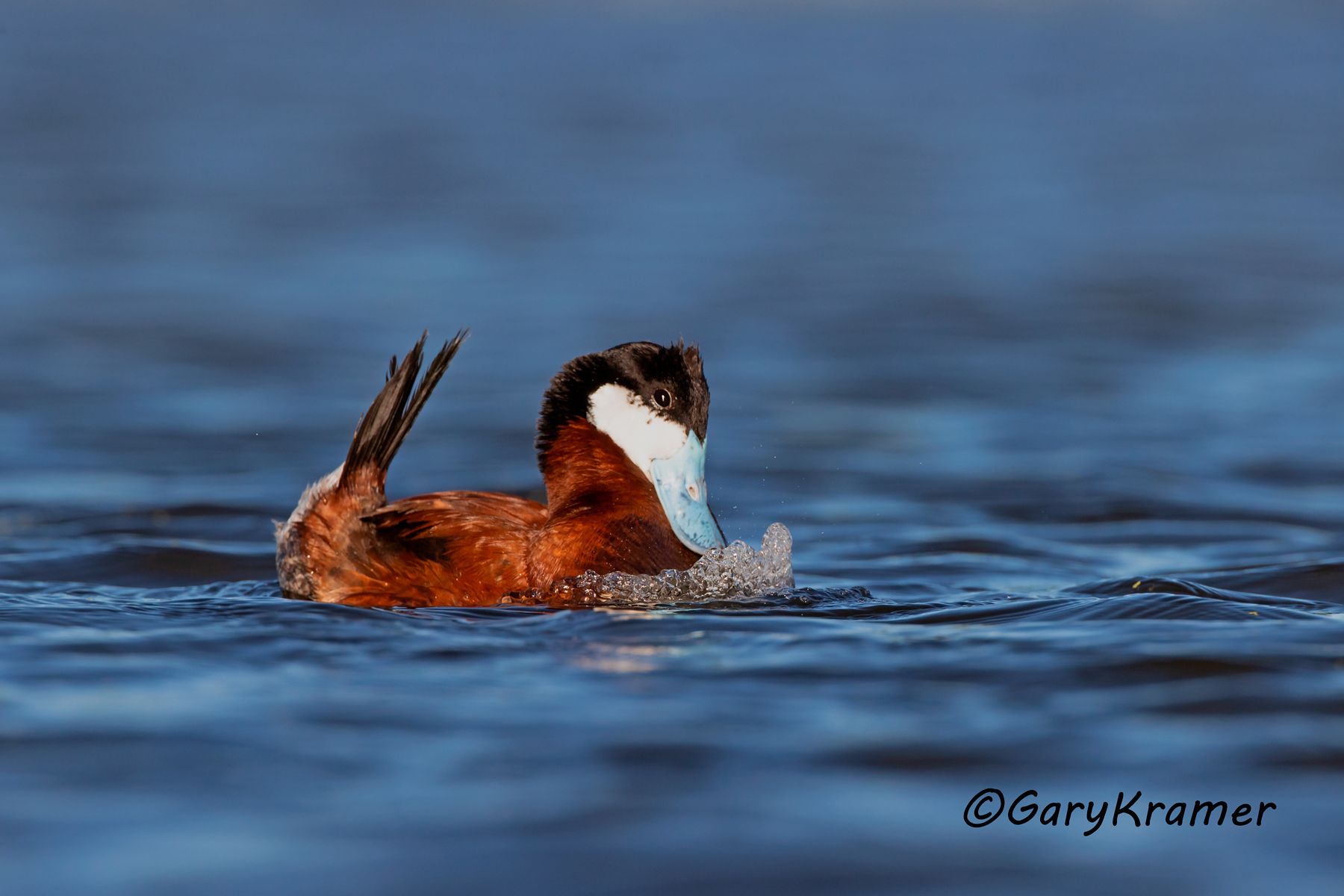 Ruddy Duck (spring) (Oxyura jamaicensis) Ruddy Duck (spring) (Oxyura jamaicensis) - NBWRs#1285d