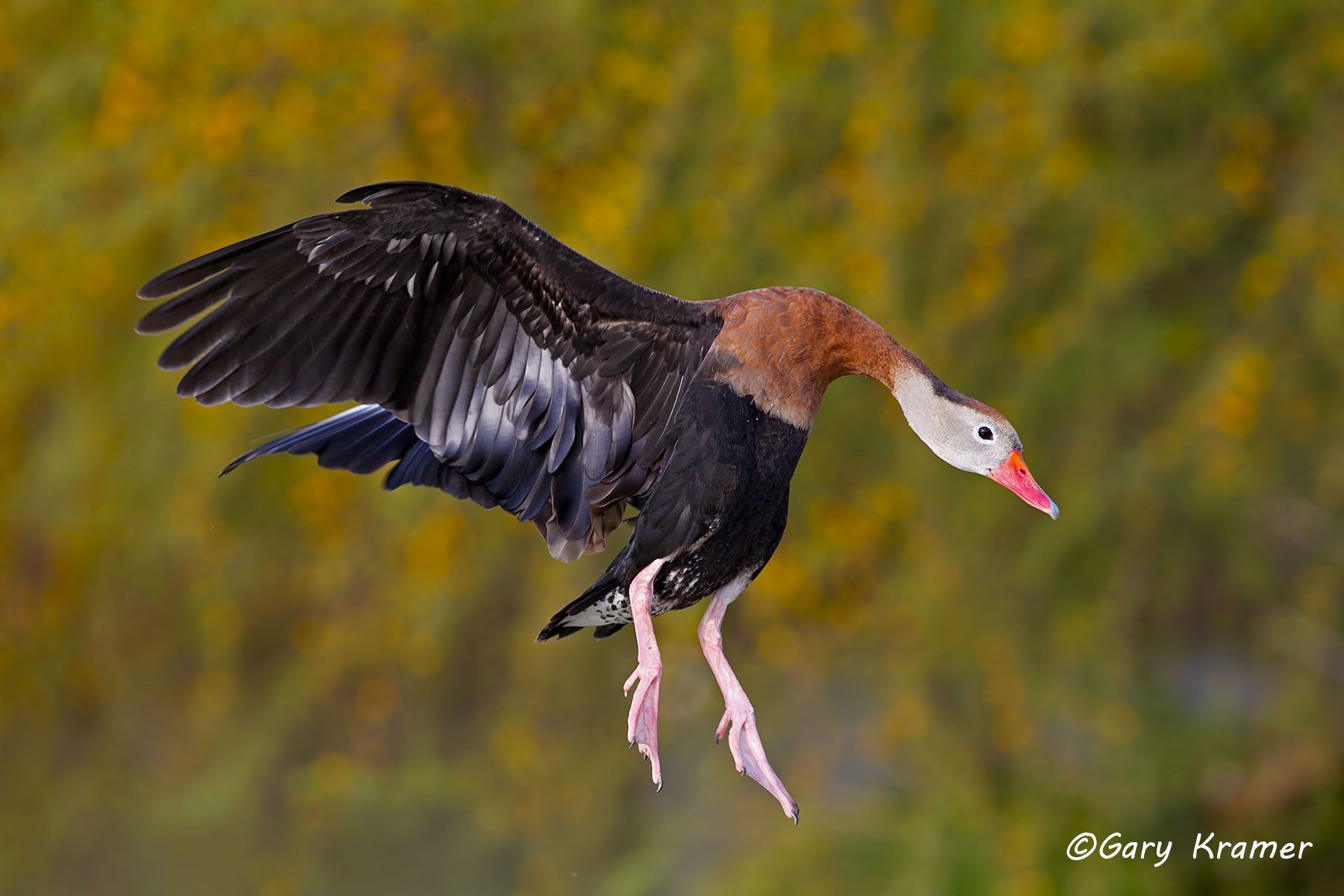 Black-bellied Whistling Duck (Dendrocygna autumnalis) - NBWBbw#528d