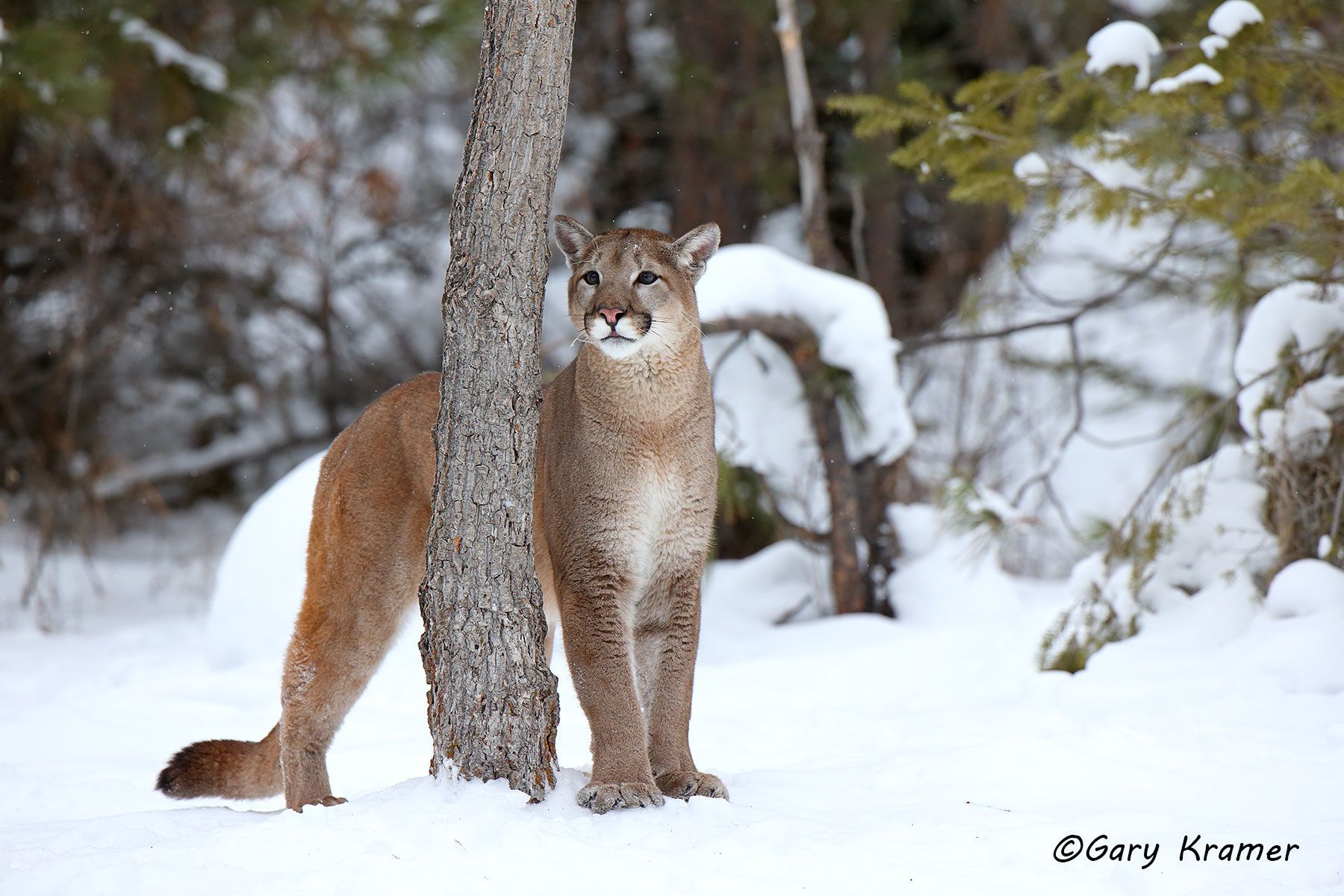 Mountain Lion (Felis concolor) by GaryKramer.net, 530-934-3873, gkramer@cwo.com Mountain Lion (Cougar) (Felis concolor) - NMCM#624d