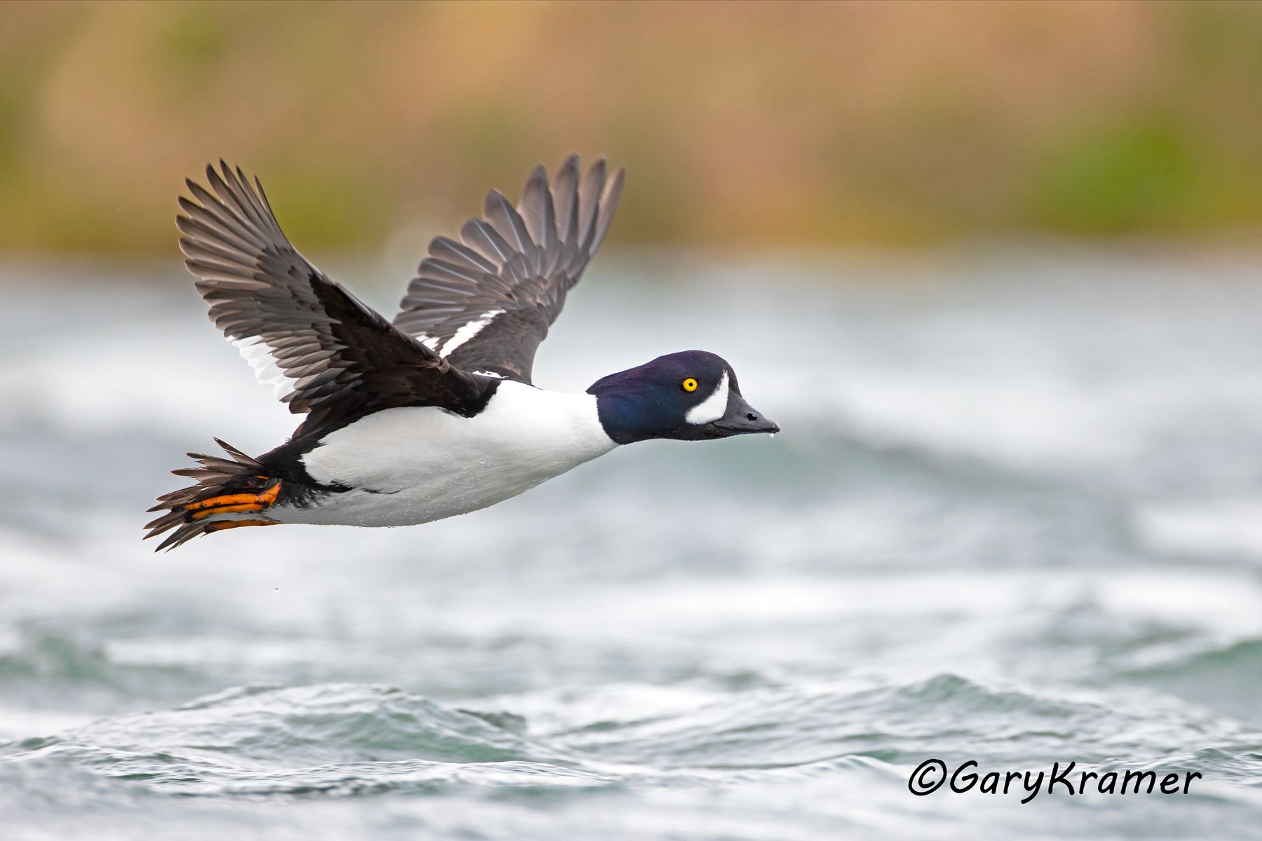 Barrow's Goldeneye (Bucephala islandica)  Barrow's Goldeneye (Bucephala islandica) - NBWGb#256d