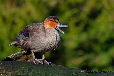 Philippine Duck (Anas luzonica) - PBWP#040d